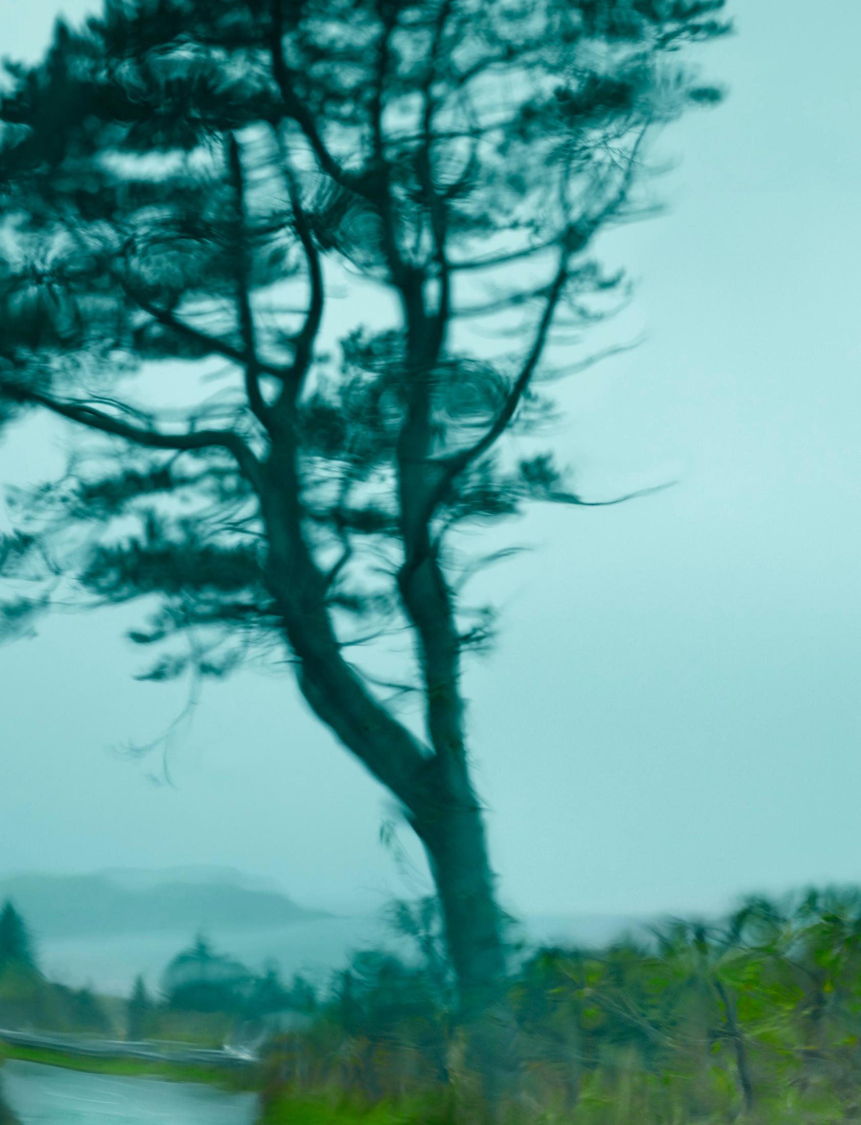 Tree Fairy Glen View from Windshiel  – Albert Watson, Skye, Tree, Landscape, Art For Sale 1