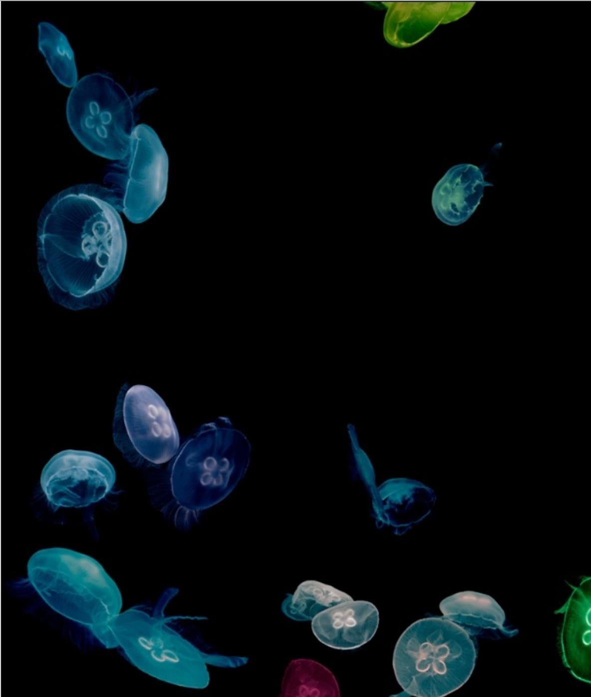 Albert Watson Animal Print – Jellyfish Tank, Mandalay, Bay Hotel, Las Vegas, Number One
