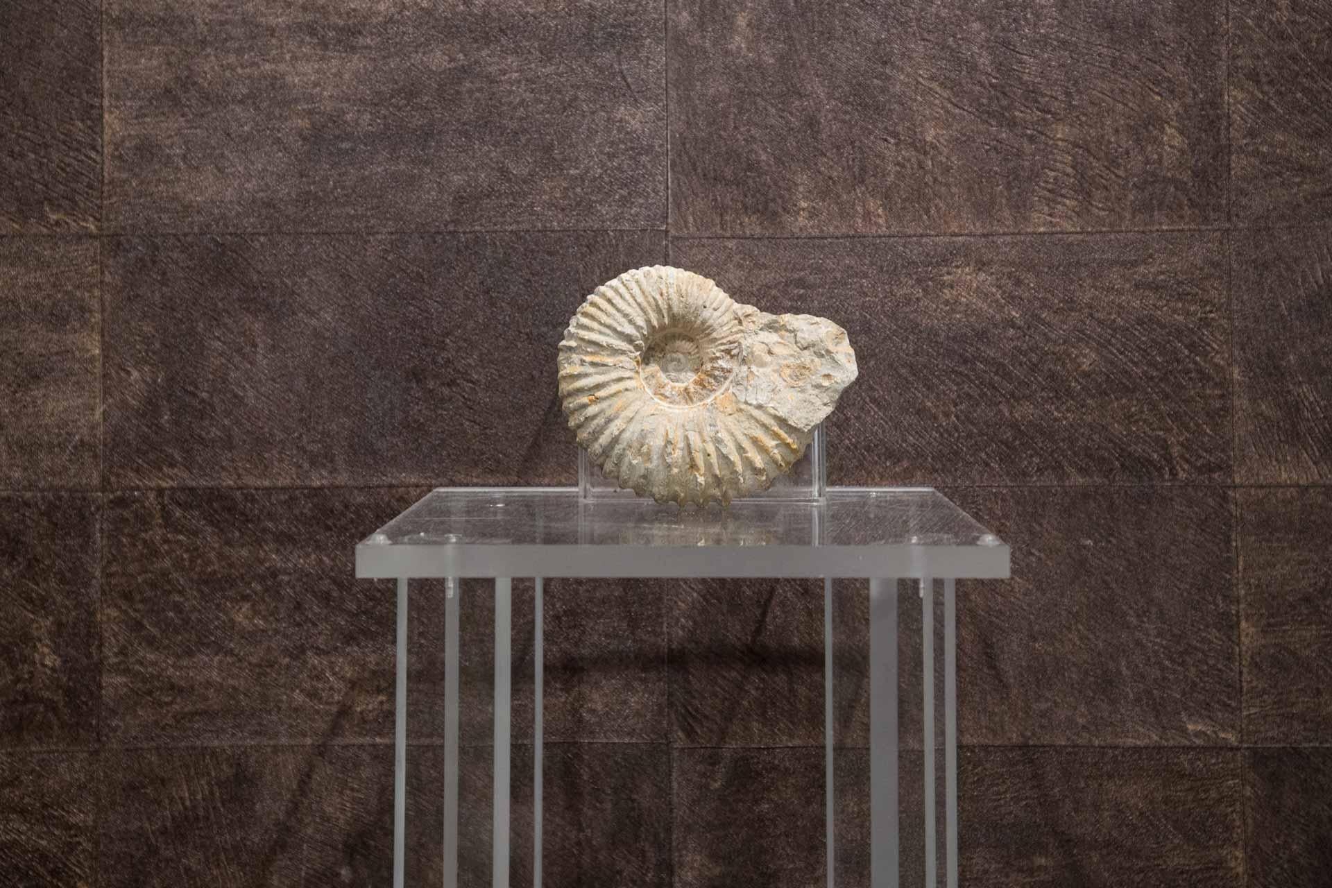 Albian Type Ammonite Mineral
Original specimen of Albian Type Ammonites Mineral.
Cretaceous Era 
Origin Morocco

Every item of our Gallery, upon request, is accompanied by a certificate of authenticity issued by Sabrina Egidi official Expert in