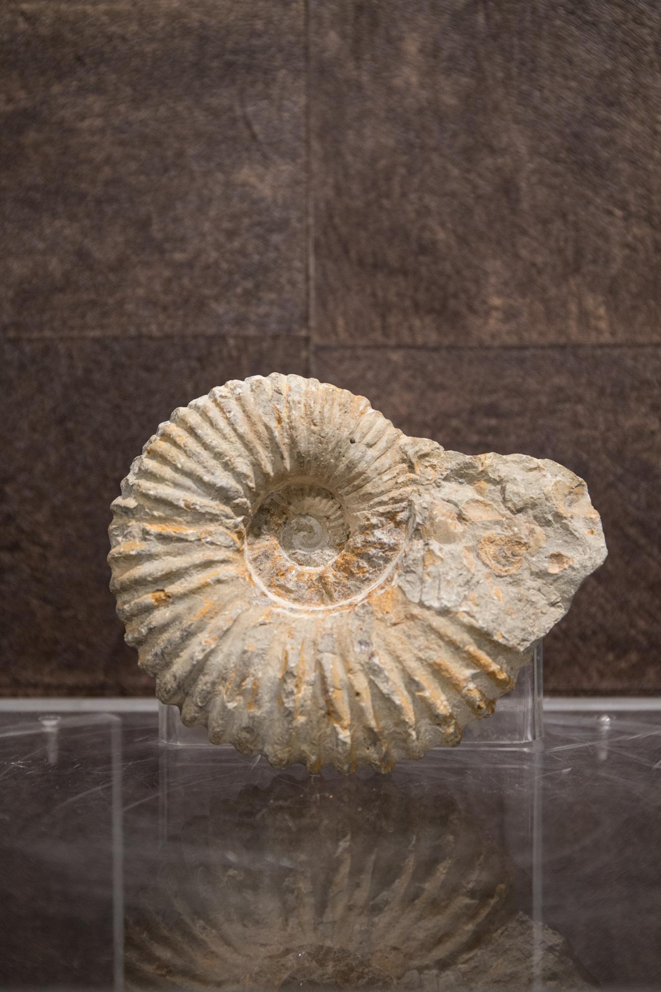 Folk Art Albian Type Ammonite Mineral
