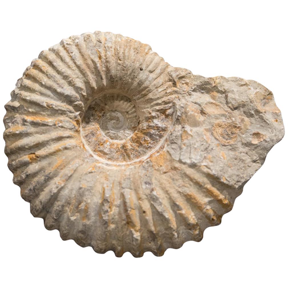 Albian Type Ammonite Mineral