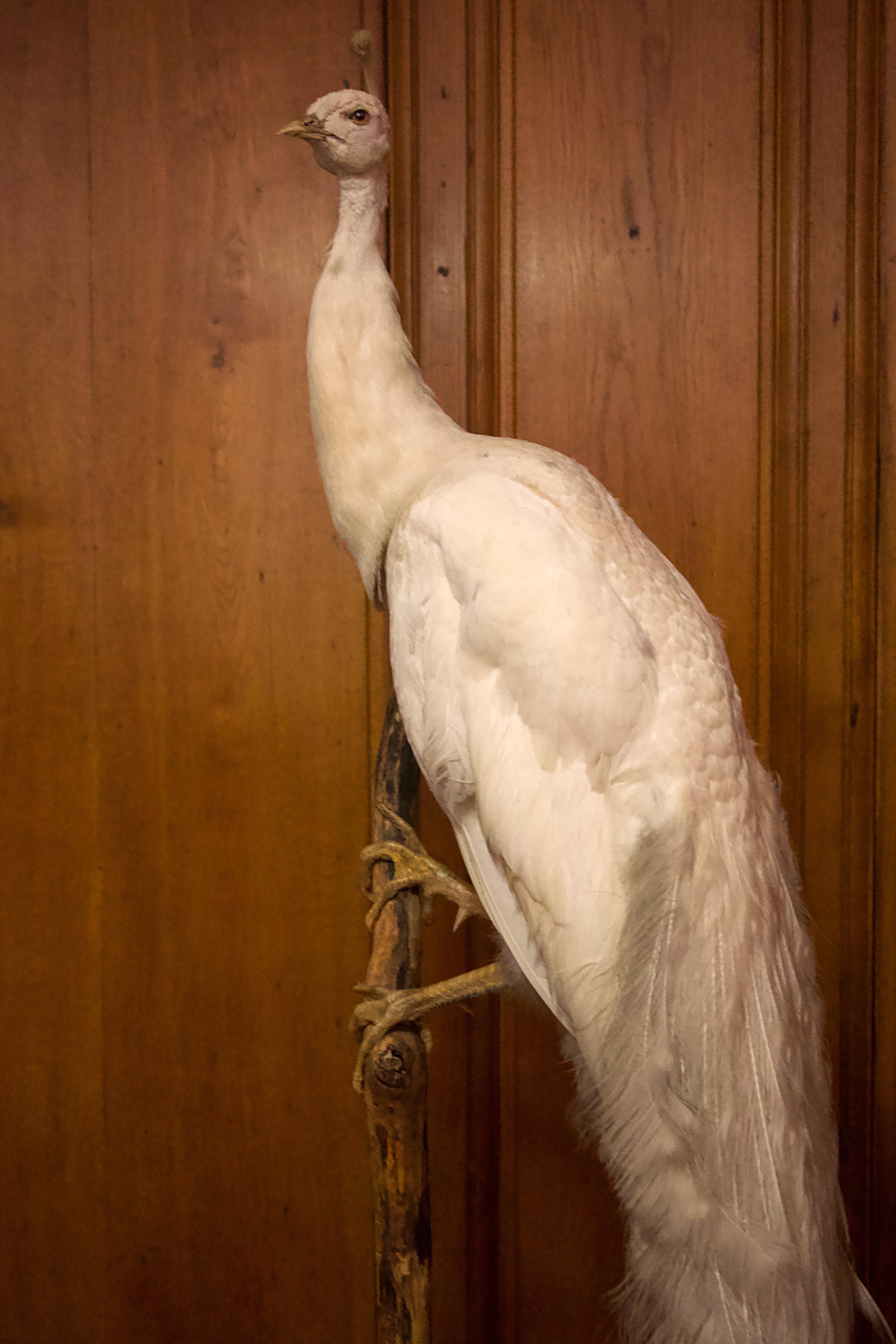Albino Peacock, stuffed and mounted.