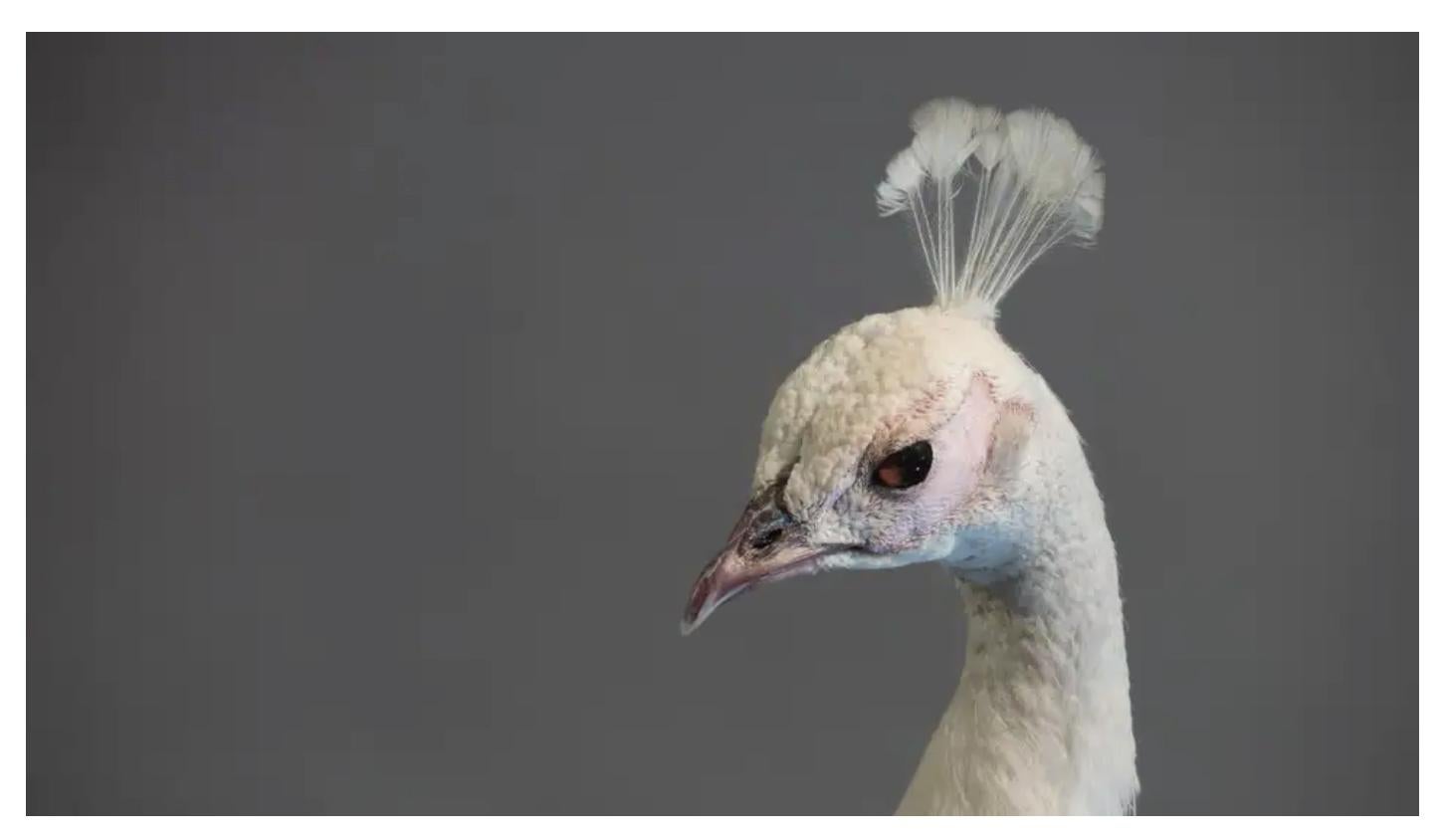 Taxidermy albino peacock, beautifully mounted on an oval, wooden base with removable tail for flexibility of placement.