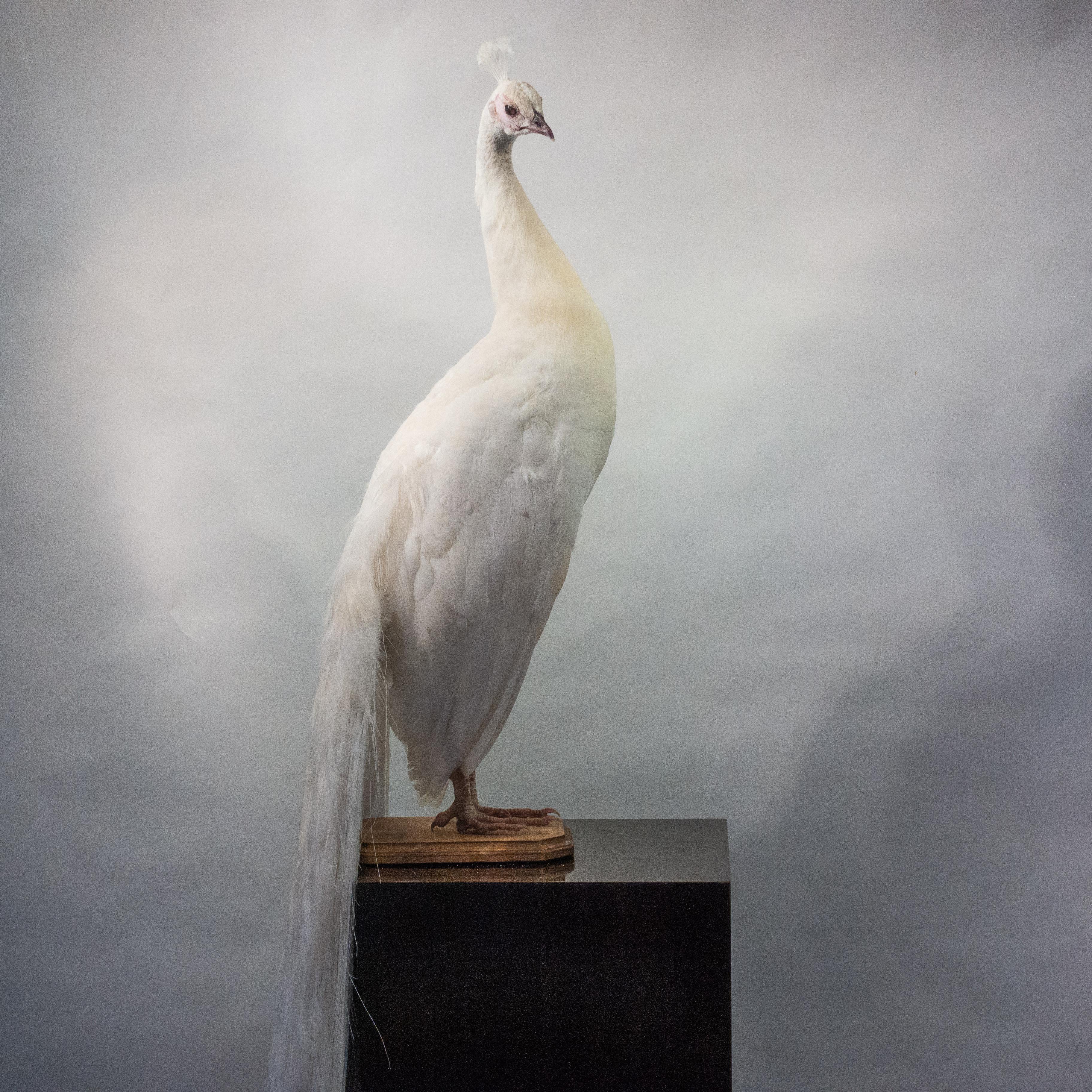 Taxidermy albino peacock, beautifully mounted on an oval, wooden base with removable tail for flexibility of placement.