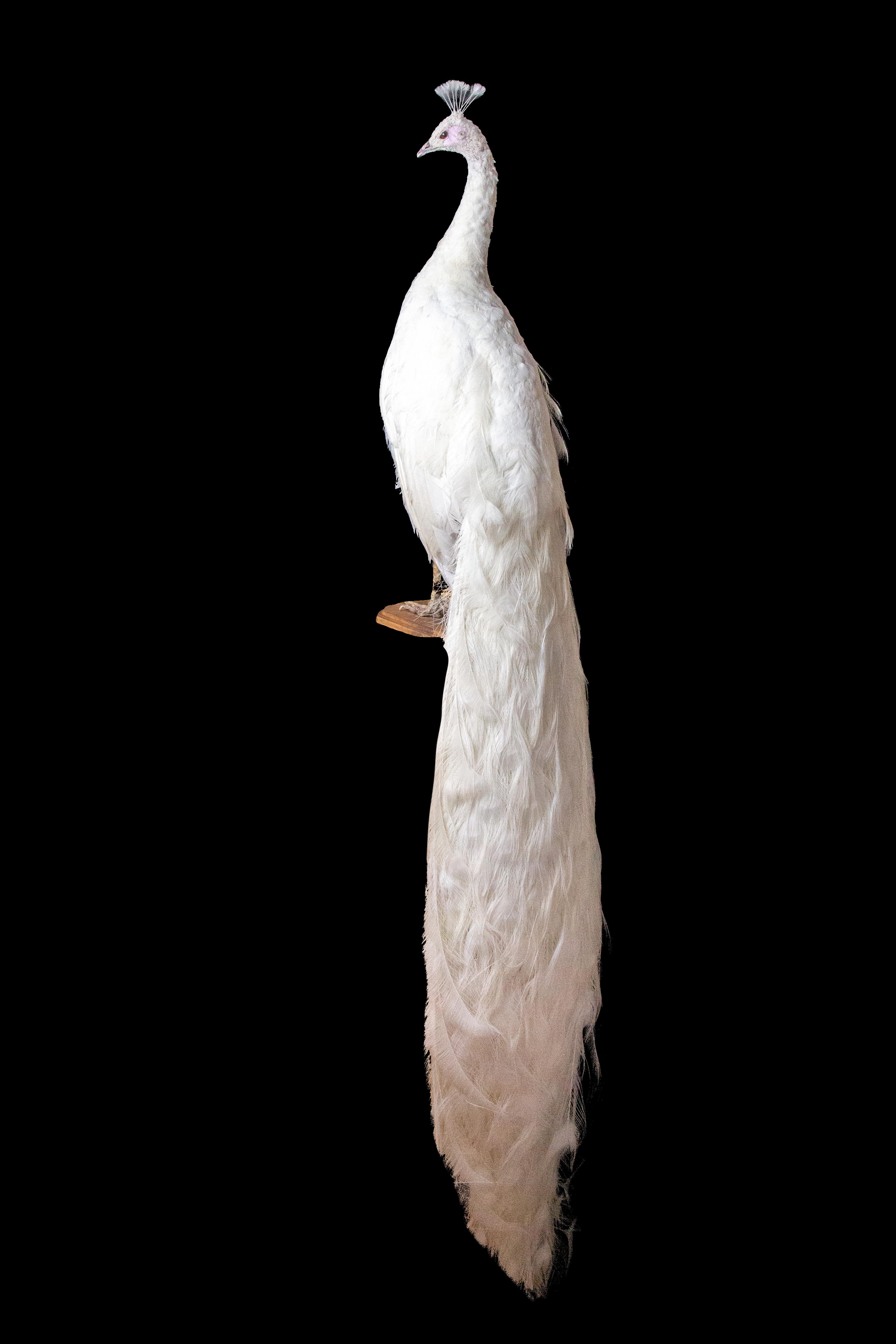 This stunning taxidermy specimen features an albino (leucistic) peacock, expertly mounted on an oval wooden base. The peacock's unique coloring is captured in exquisite detail, with pristine white feathers covering the body, and long, flowing neck