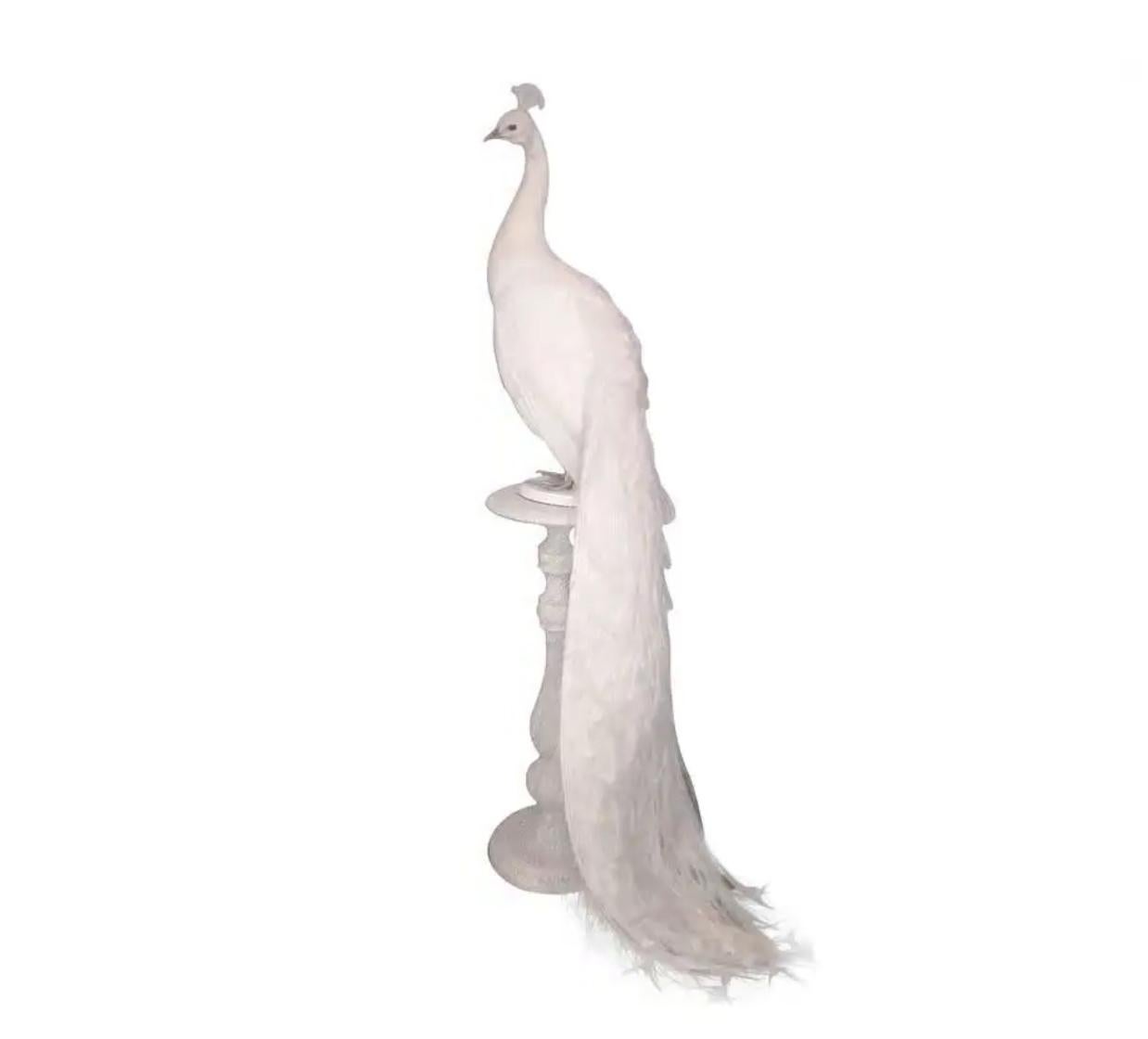 albino peacock taxidermy