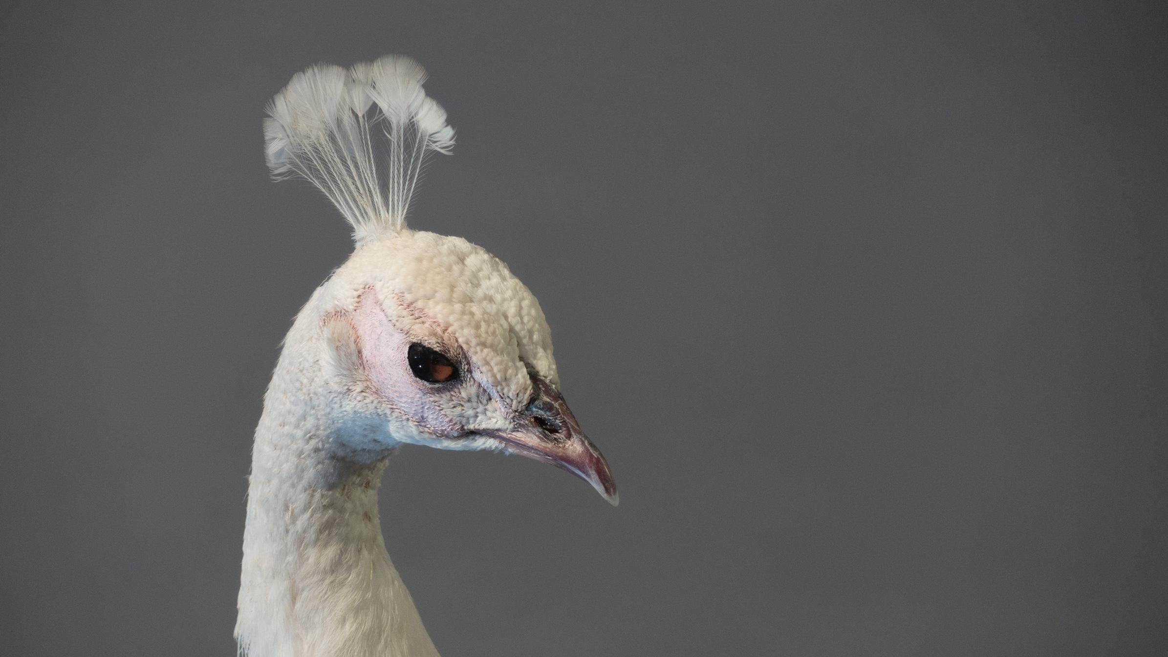 Late Victorian Albino Taxidermy Peacock