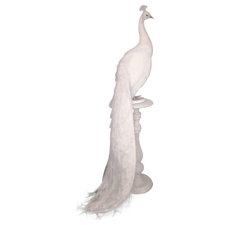 American Albino Taxidermy Peacock