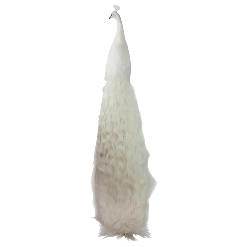 Albino Taxidermy Peacock