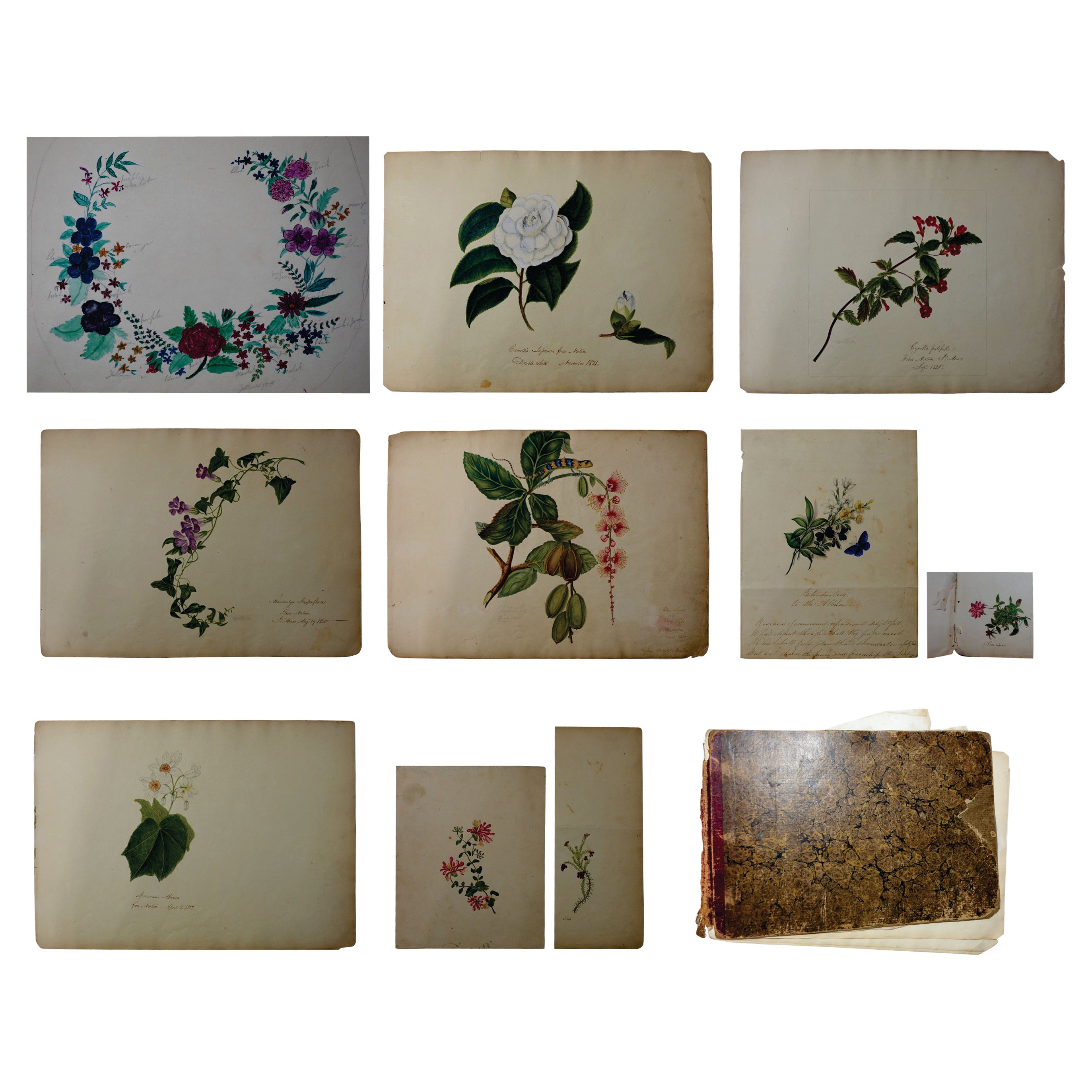Álbum de acuarelas florales y botánicas a Elizabeth Carr de St. Annes, 1820 en venta