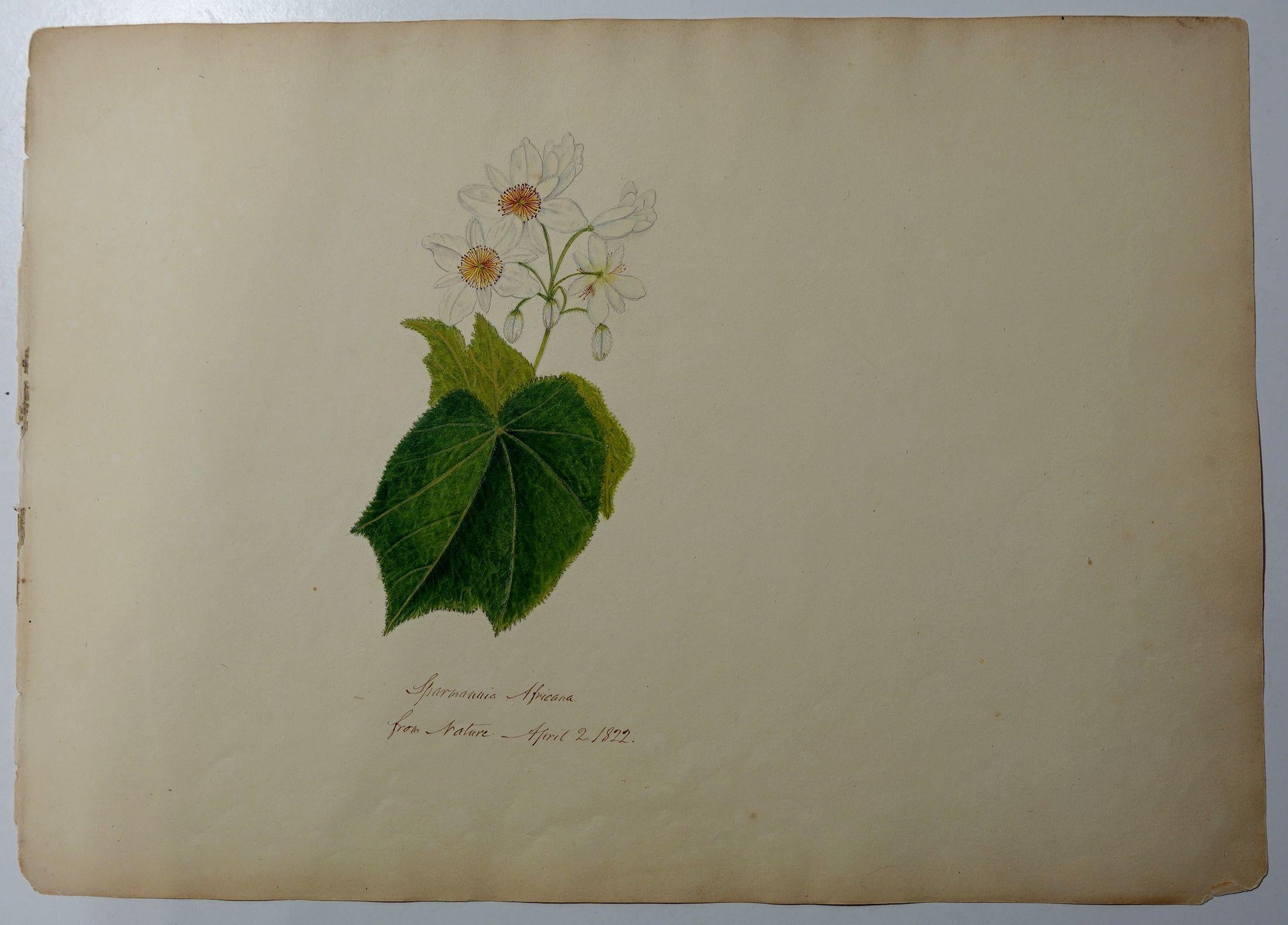 Album Floral and Botanical Watercolors to Elizabeth Carr of St. Annes, 1820 For Sale 3