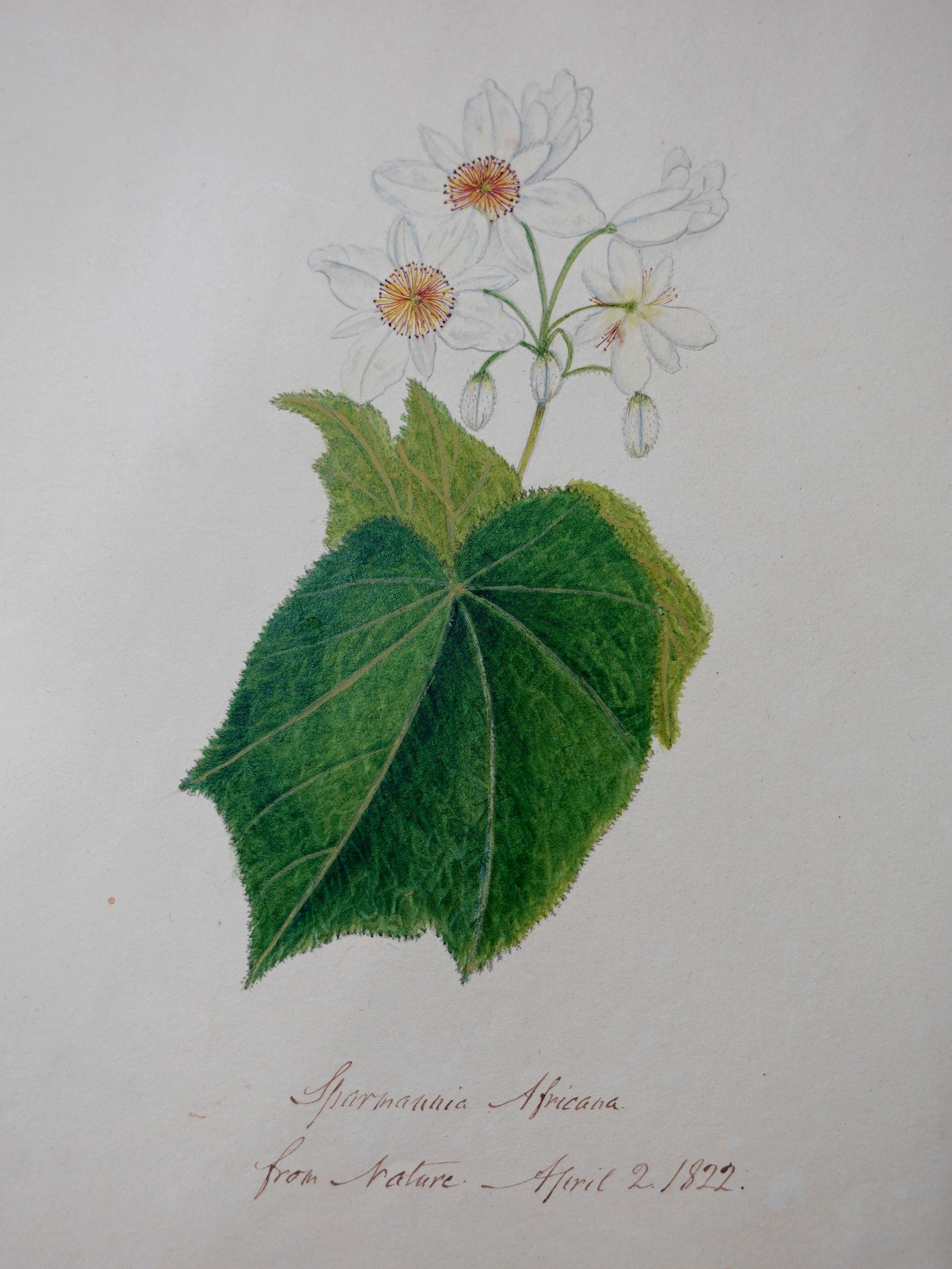 Album Floral and Botanical Watercolors to Elizabeth Carr of St. Annes, 1820 For Sale 4