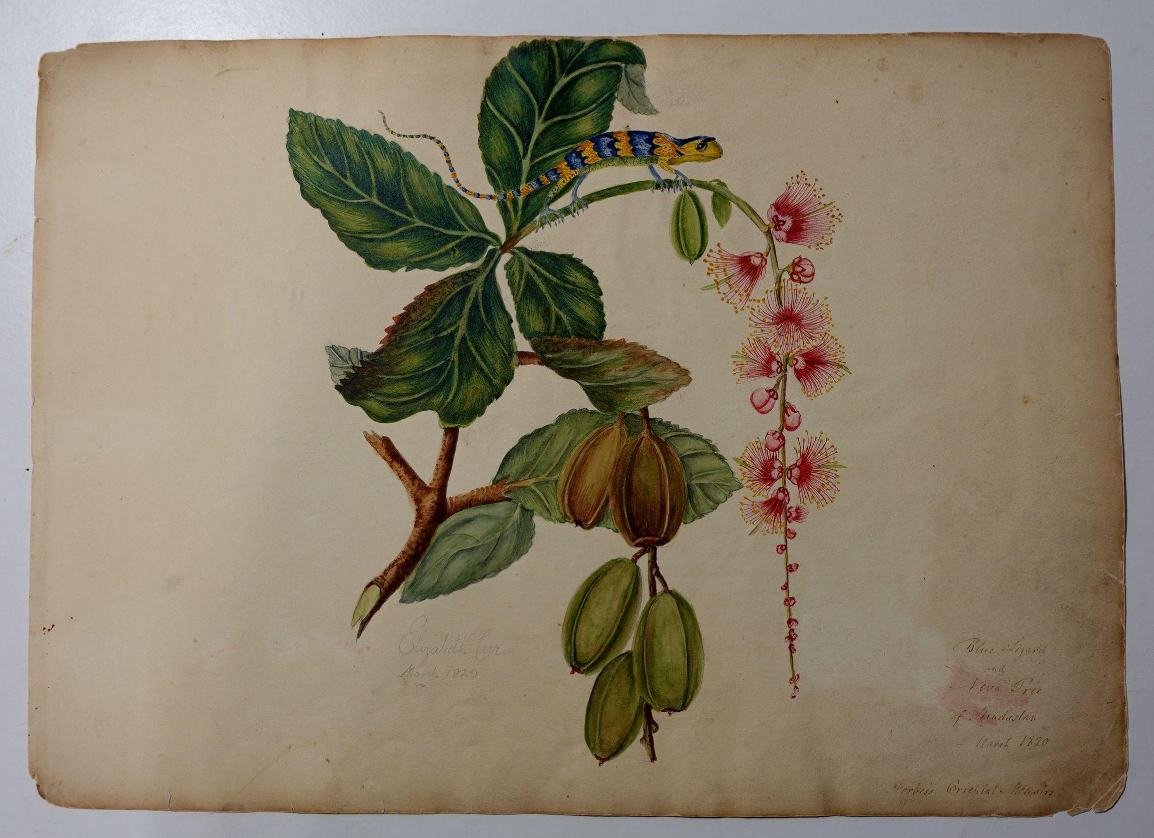 Album Floral and Botanical Watercolors to Elizabeth Carr of St. Annes, 1820 For Sale 5