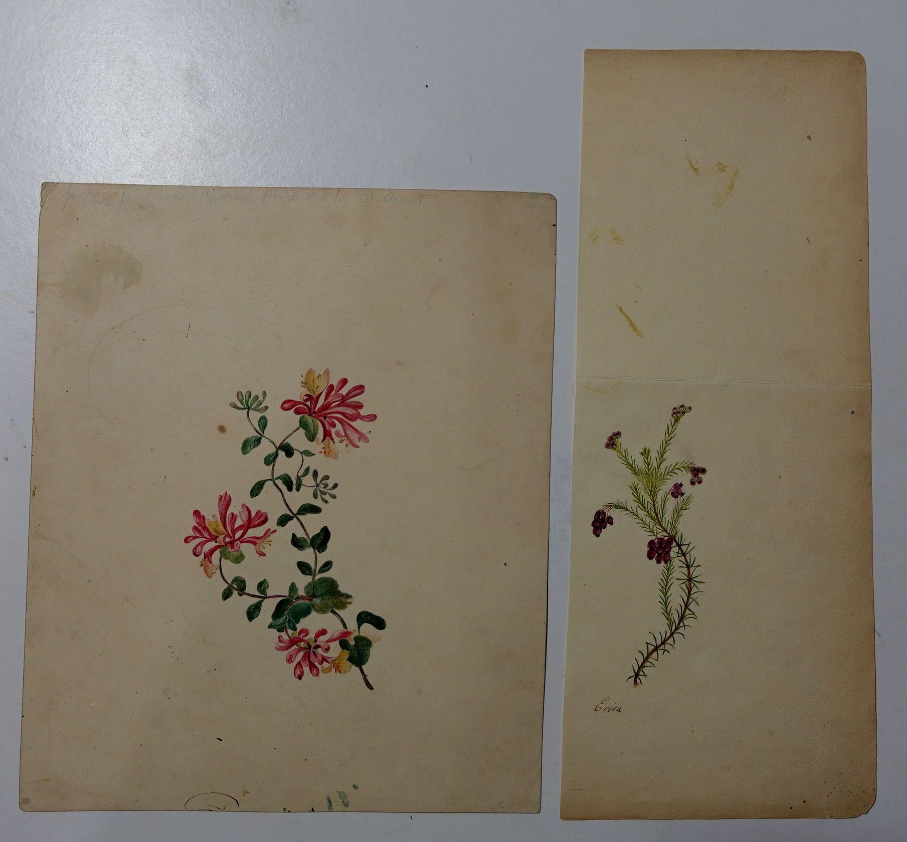 Album Floral and Botanical Watercolors to Elizabeth Carr of St. Annes, 1820 For Sale 8