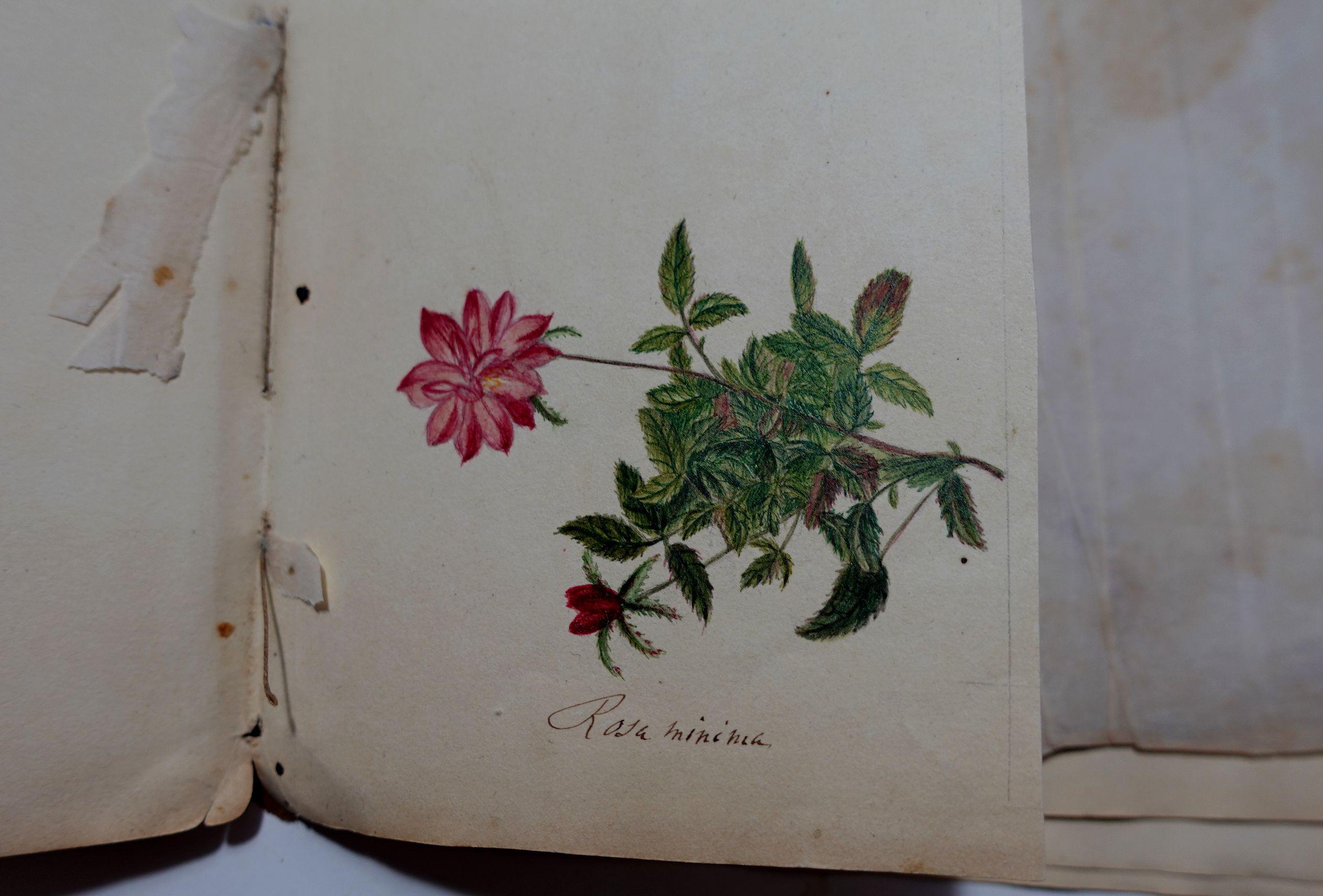 Album Floral and Botanical Watercolors to Elizabeth Carr of St. Annes, 1820 For Sale 11