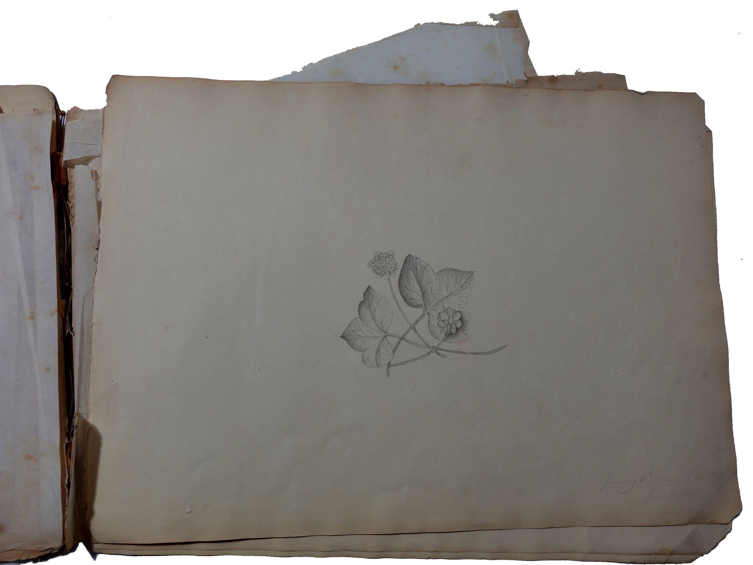 Album Floral and Botanical Watercolors to Elizabeth Carr of St. Annes, 1820 For Sale 12