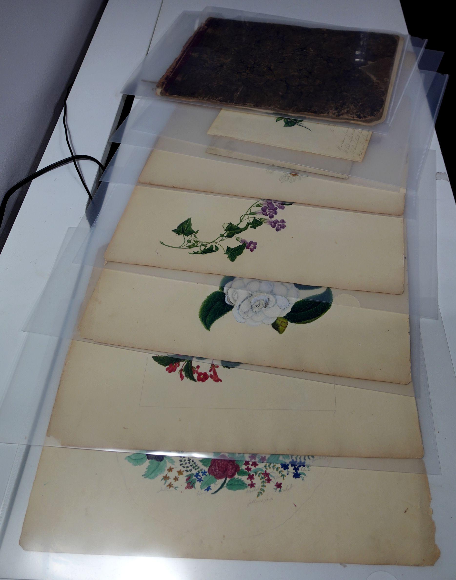 Album Floral and Botanical Watercolors to Elizabeth Carr of St. Annes, 1820 For Sale 13