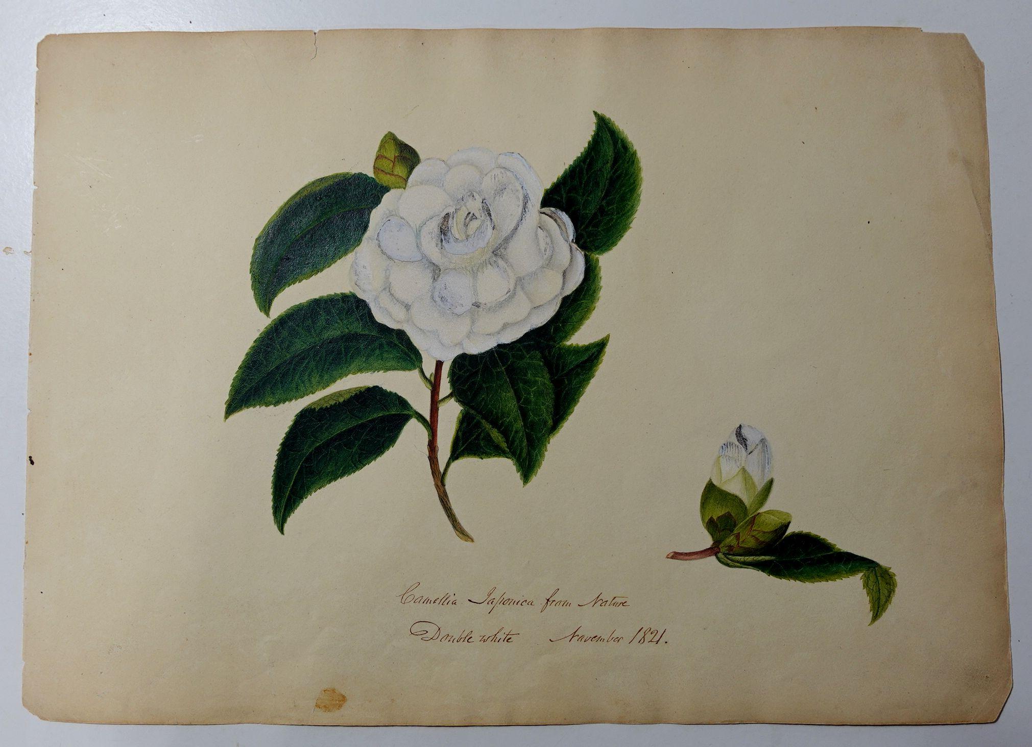 Hand-Painted Album Floral and Botanical Watercolors to Elizabeth Carr of St. Annes, 1820 For Sale