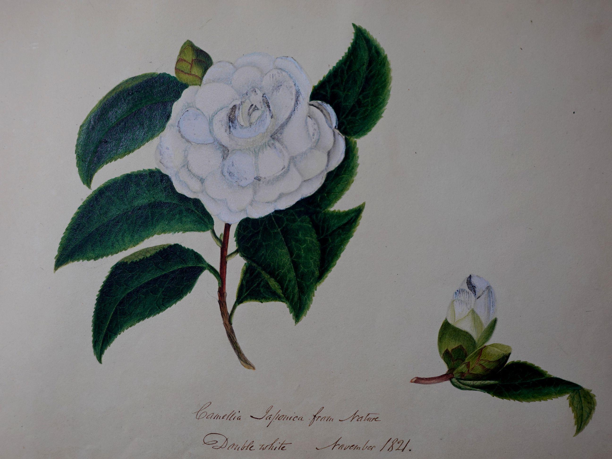 Album Floral and Botanical Watercolors to Elizabeth Carr of St. Annes, 1820 In Good Condition For Sale In Norton, MA