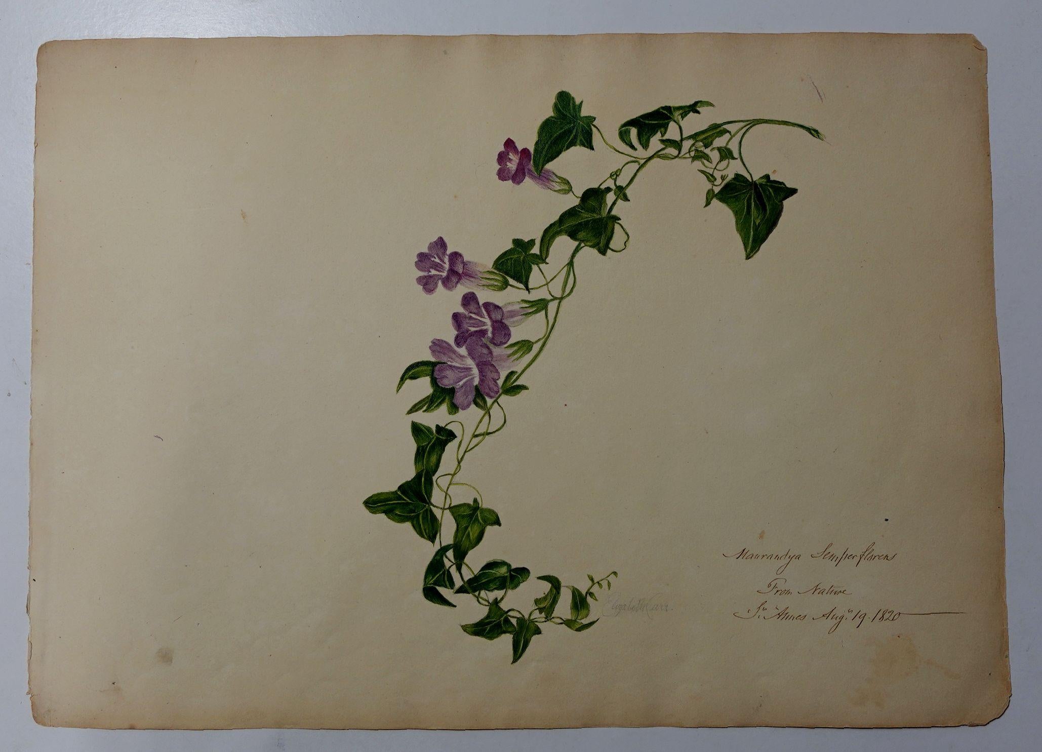 Early 19th Century Album Floral and Botanical Watercolors to Elizabeth Carr of St. Annes, 1820 For Sale