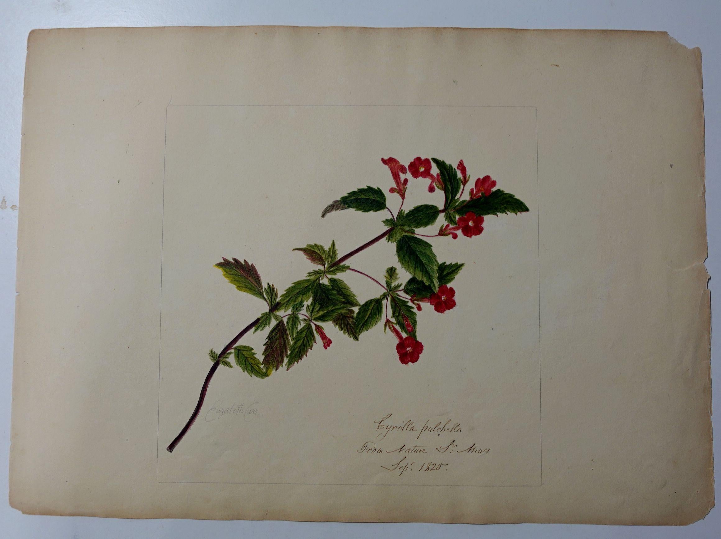 Album Floral and Botanical Watercolors to Elizabeth Carr of St. Annes, 1820 For Sale 1