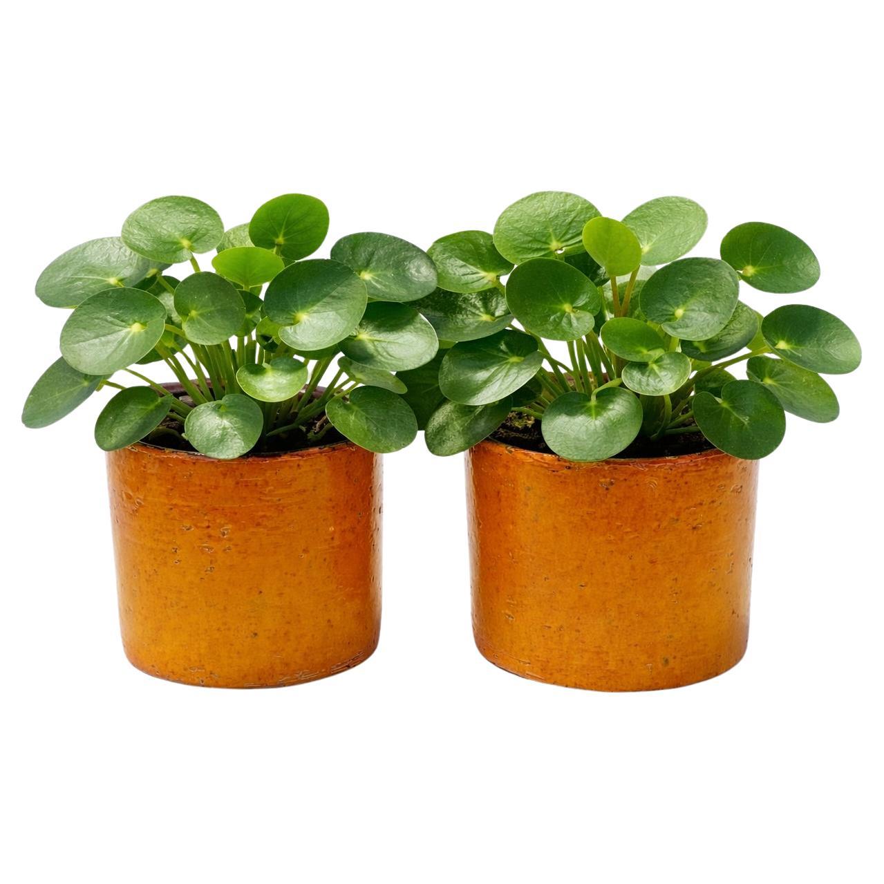 Aldo Londi - Paire de jardinières ou pots à cachets orange -- Allemagne de l'Ouest en vente