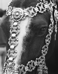 Vintage Silver Head Harness (Province of Buenos Aires Argentina)