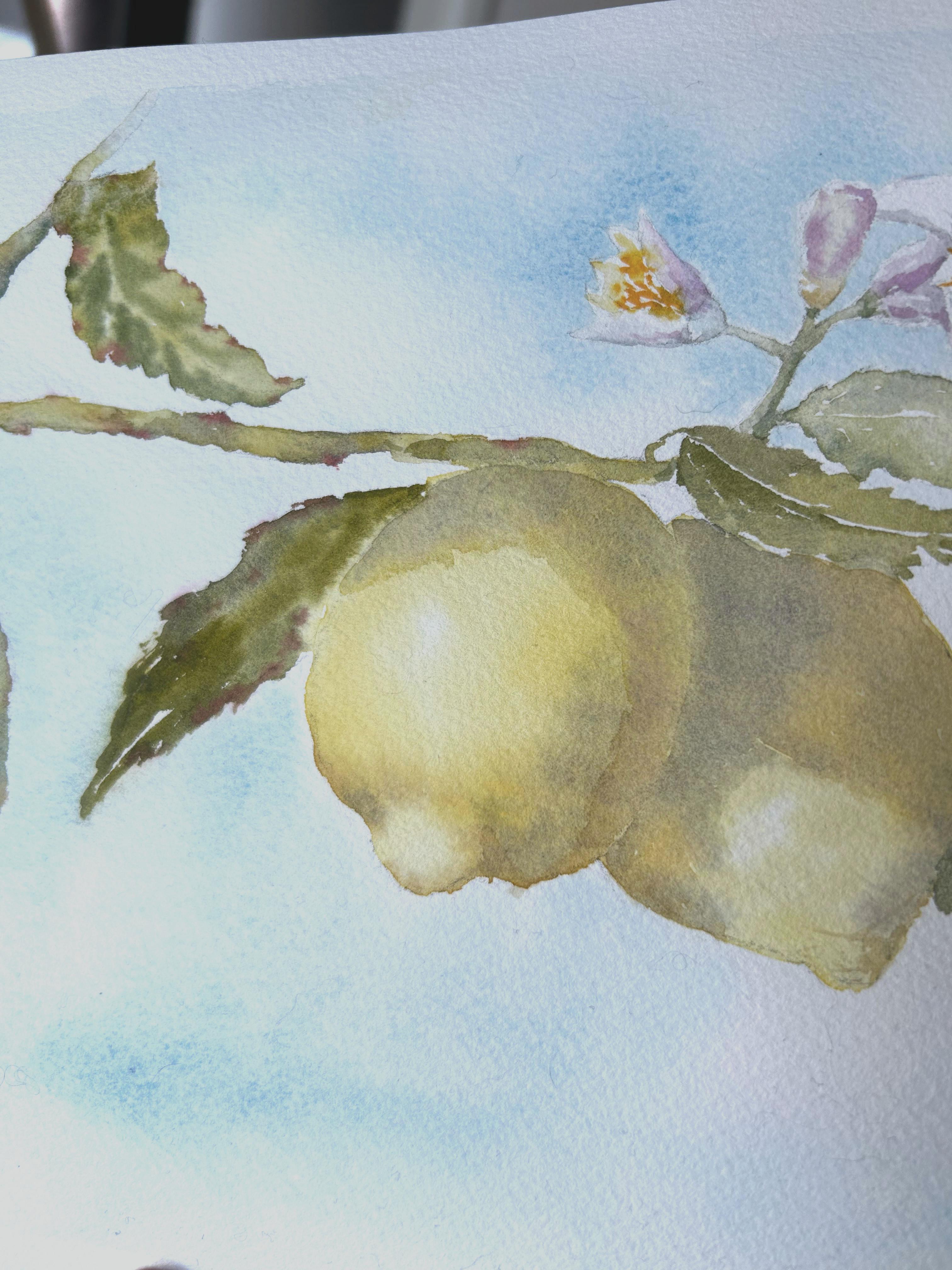 Limonero. Realismo, acuarela, blanco, amarillo, azul, frutas, cítricos, horizontal - Art Realista de Aleksandra Strokina