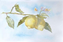 Limonero. Realismo, acuarela, blanco, amarillo, azul, frutas, cítricos, horizontal