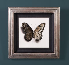 "Butterfly no. 79" Drawing with Gold & White Gold Leaf by Alessandra Maria