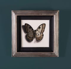 "Butterfly no. 81" Drawing with Gold & White Gold Leaf by Alessandra Maria