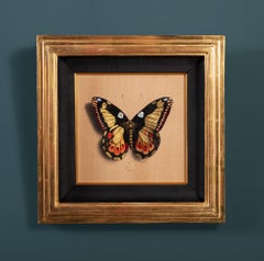 Dessin papillon n° 83 avec feuille d'or d'Alessandra Maria