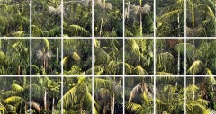 Amazonia panels