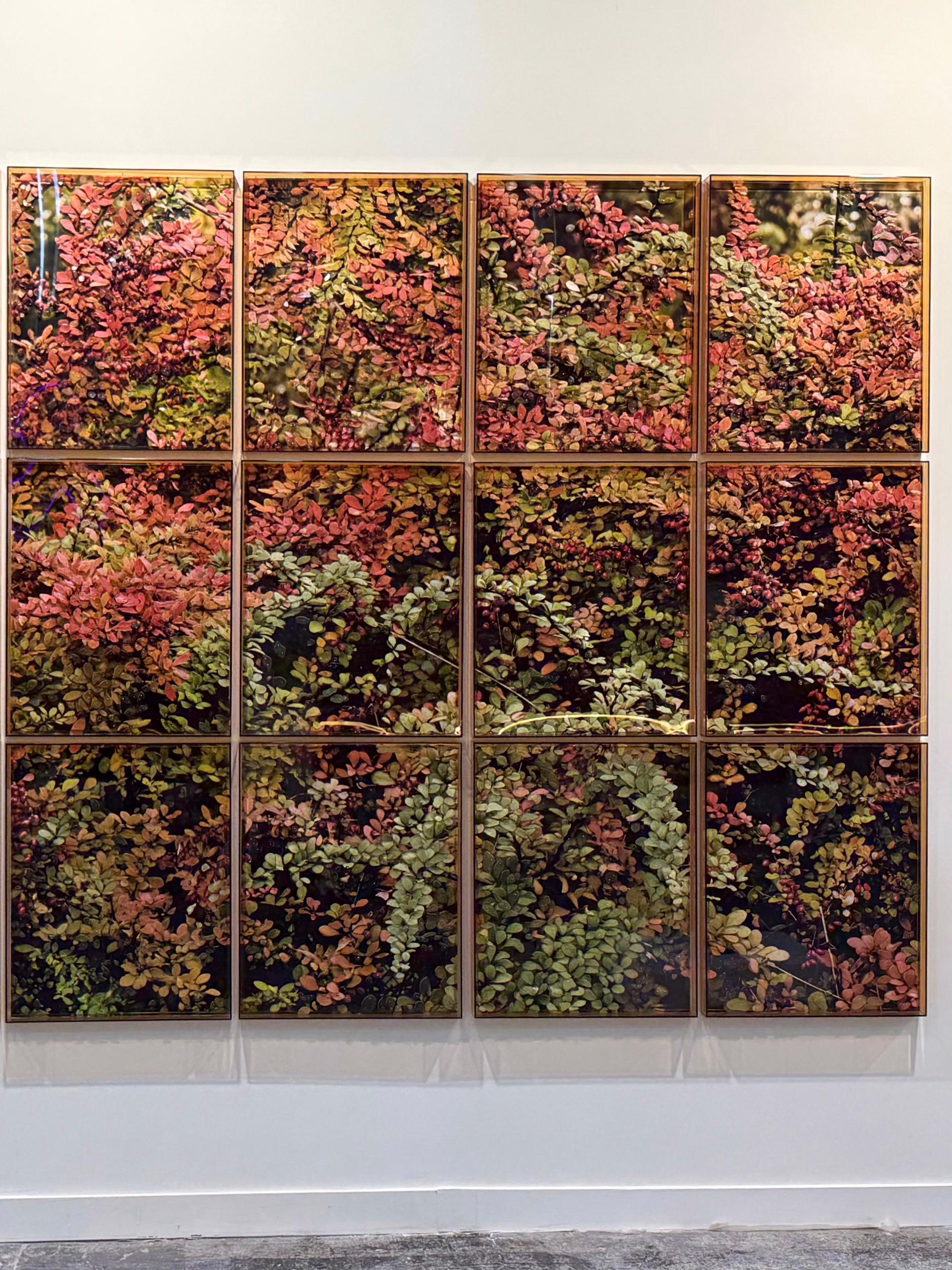 Alessandra Rehder Landscape Photograph - Amber