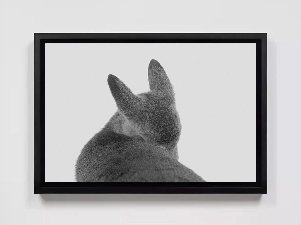 Fawn, Hayward, Wisconsin - Photograph di Alessandra Sanguinetti