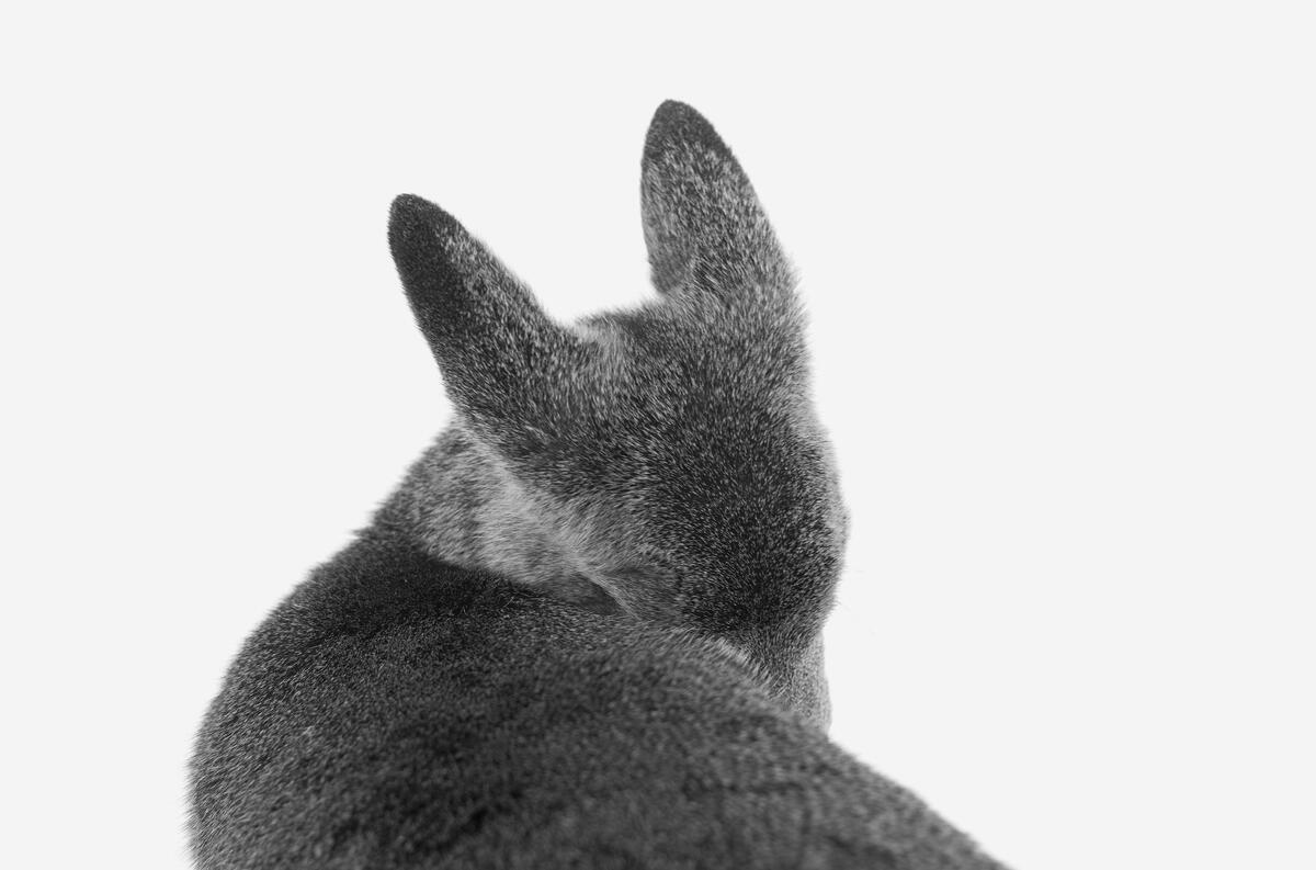 Black and White Photograph di Alessandra Sanguinetti - Fawn, Hayward, Wisconsin