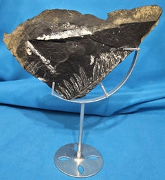 Alethopteris/Neuropteris Fern/Plant Fossil Natural Specimen 305+ Million Yrs Old