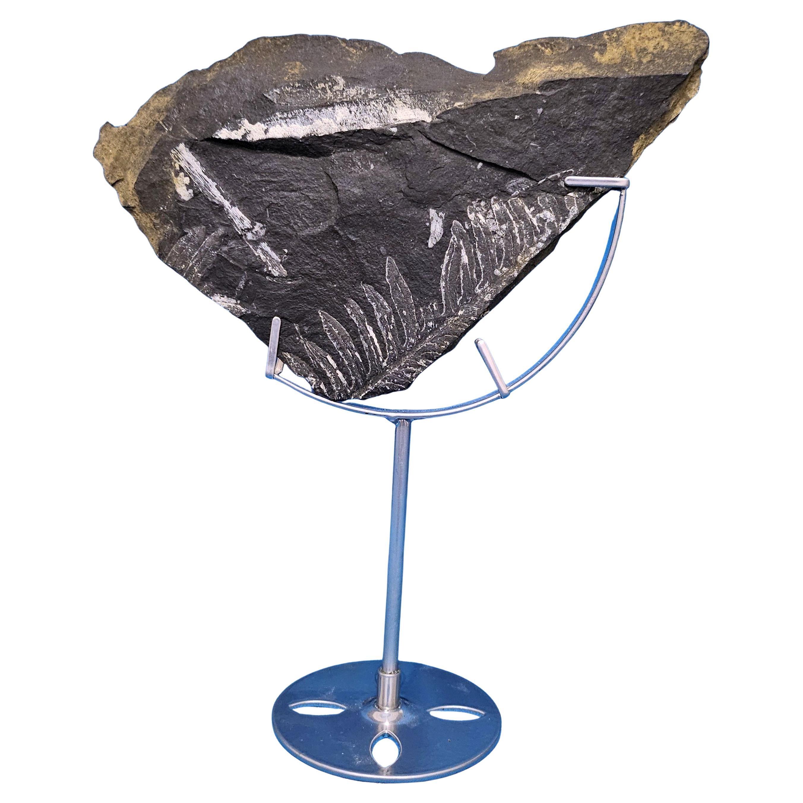 Specie naturale fossile di felce/pianta Alethopteris/Neuropteris risalente a 305+ milioni di anni fa in vendita