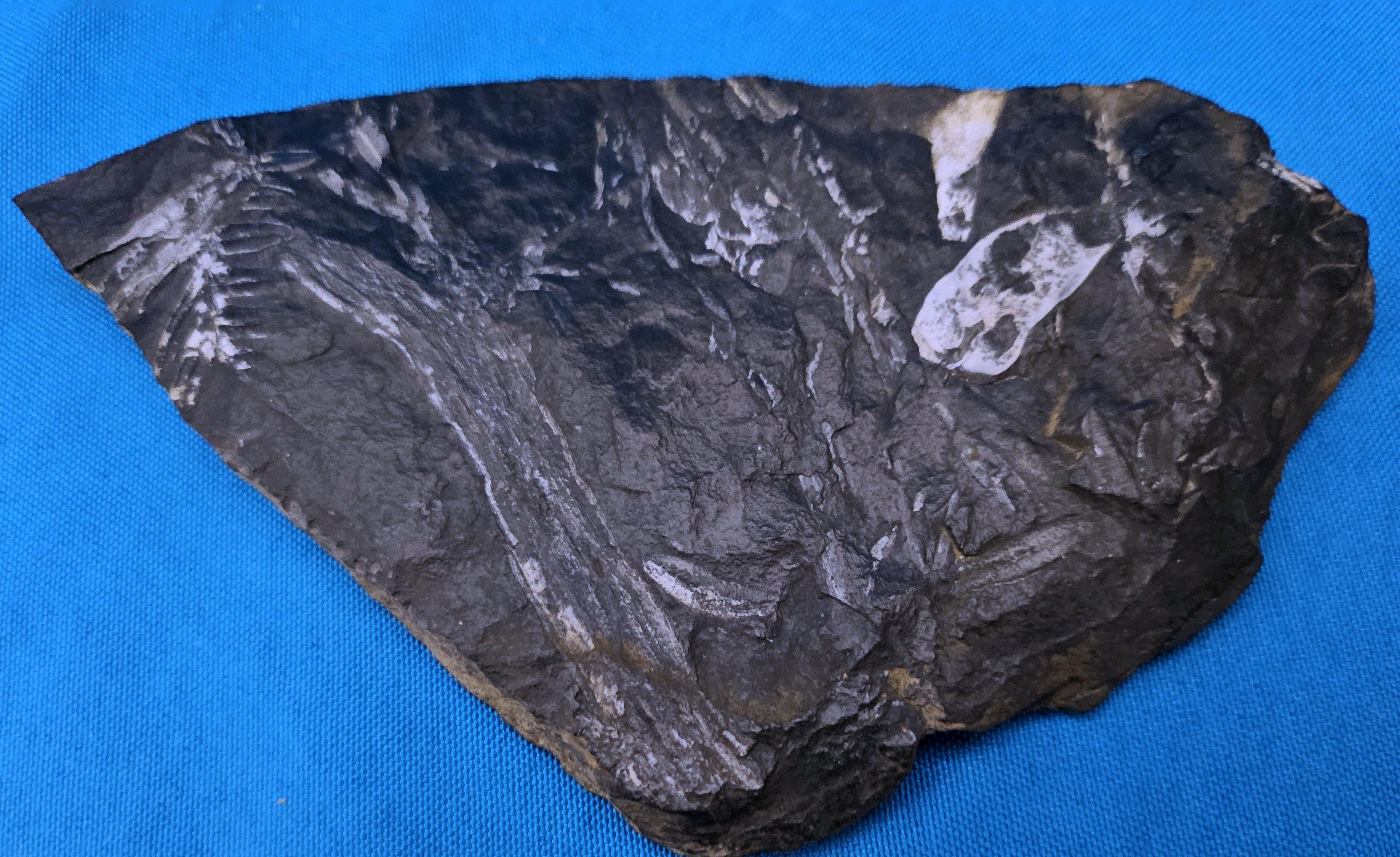 Specimen fossile di felce arborea Nature Alethopteris & Neuropteris in vendita 2