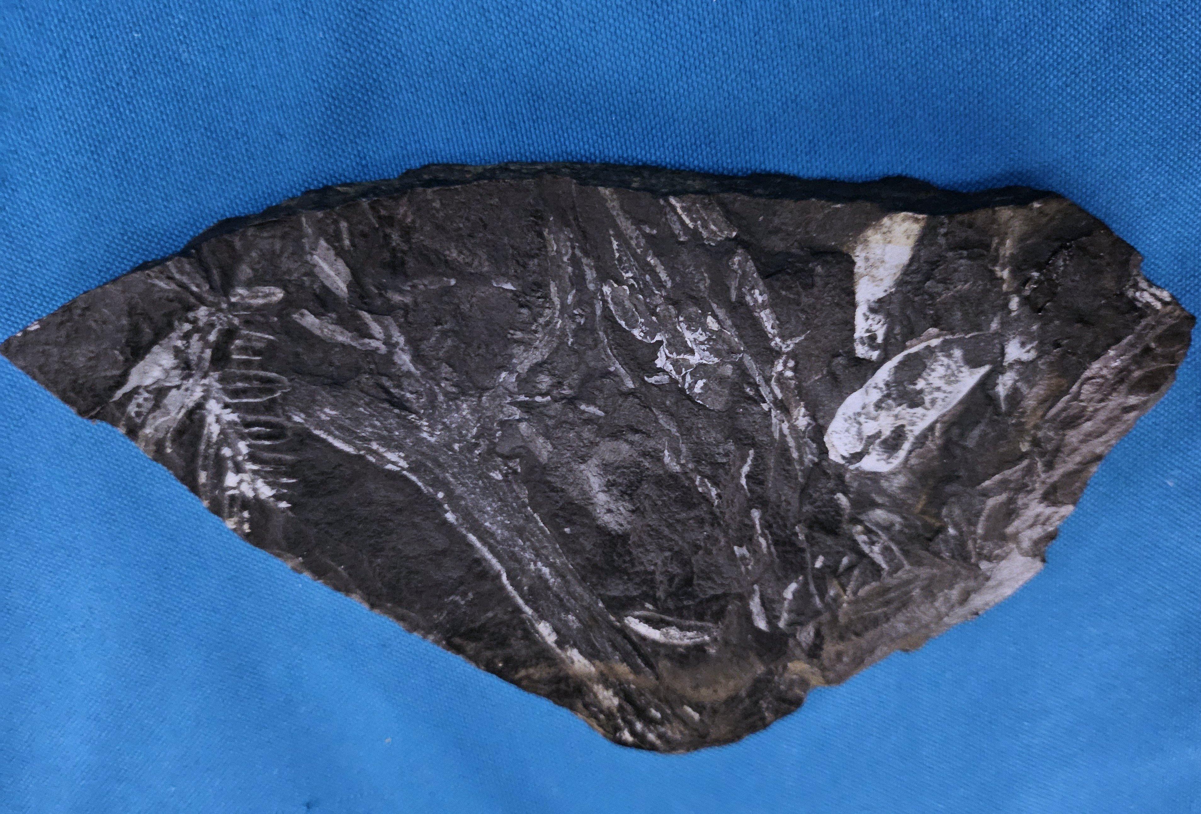 Specimen fossile di felce arborea Nature Alethopteris & Neuropteris in vendita 3