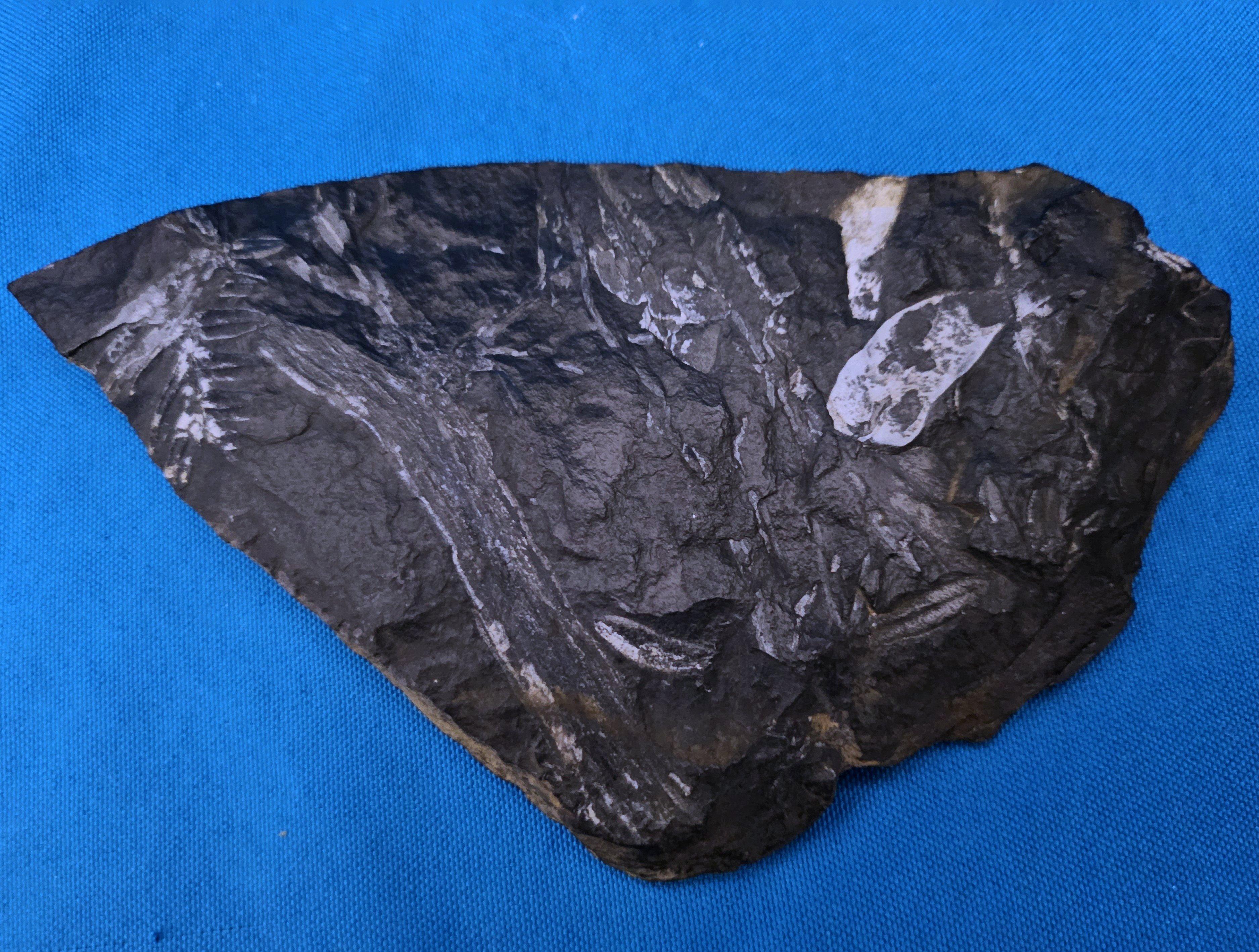 Specimen fossile di felce arborea Nature Alethopteris & Neuropteris in vendita 4