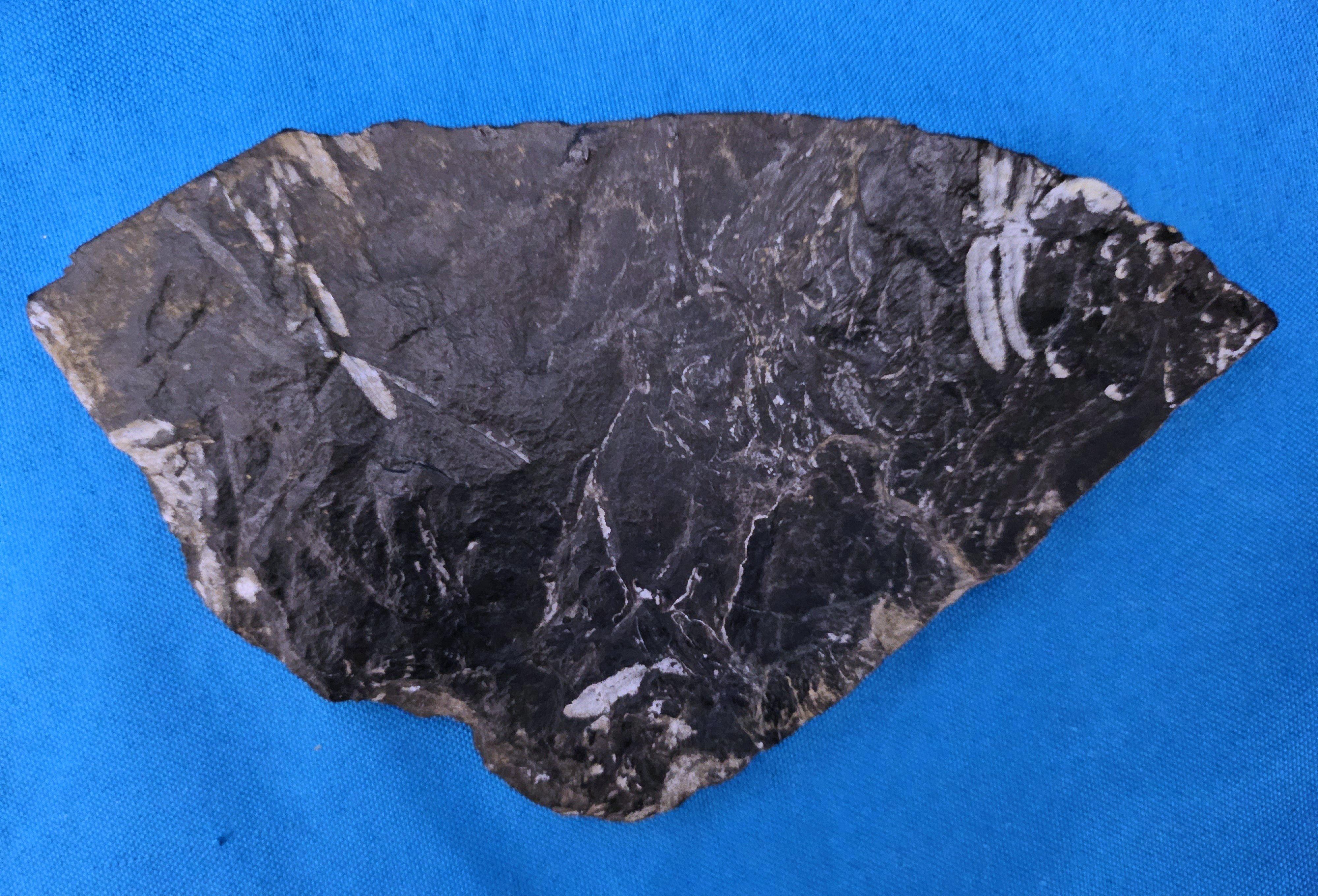 Specimen fossile di felce arborea Nature Alethopteris & Neuropteris in vendita 5