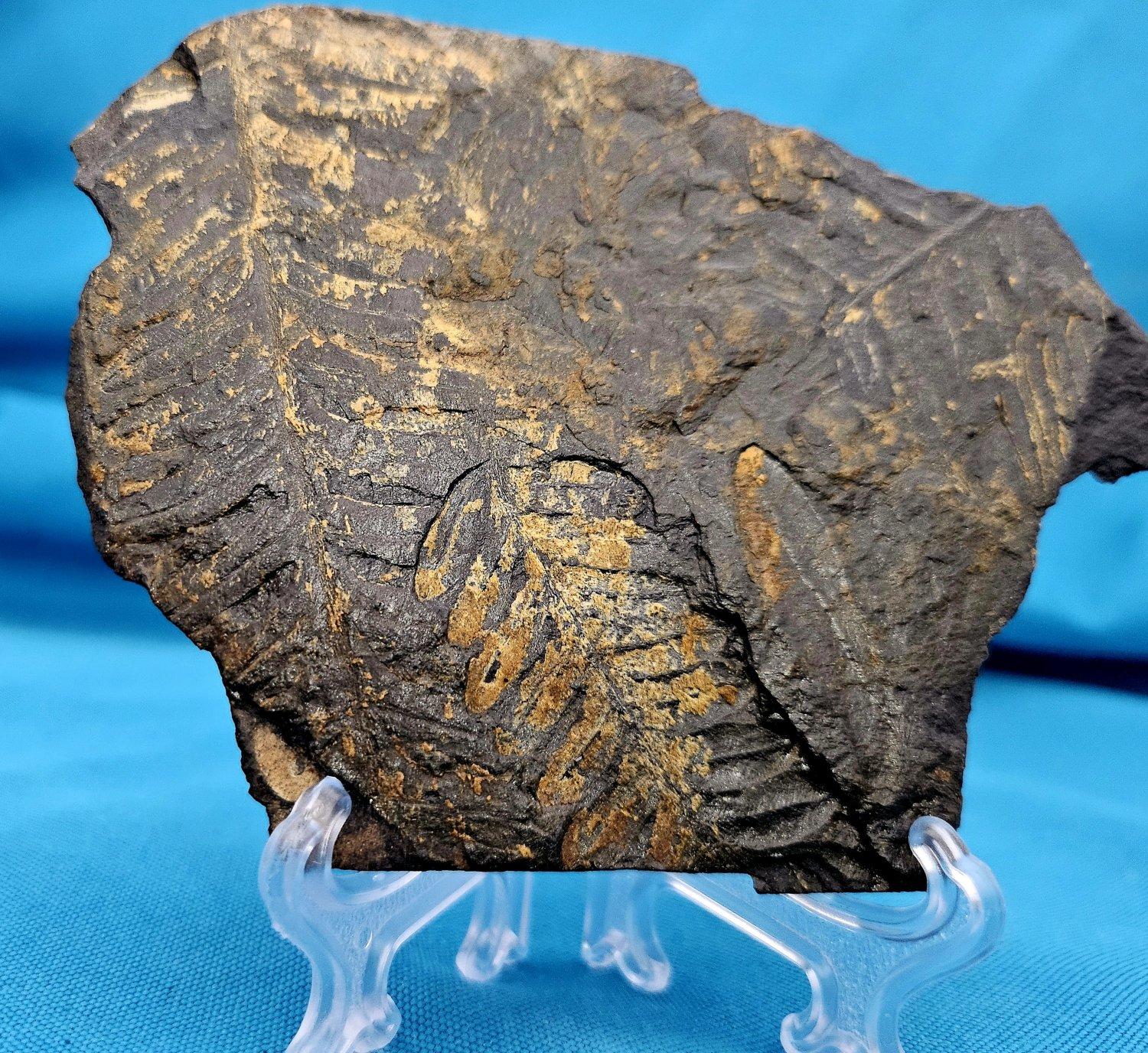 Specie fossile di felce arborea Nature Alethopteris & Neuropteris, 300 - 360 anni circa.
Scoperto a St. Clair (PA).
I colori si sono formati naturalmente nel corso del tempo, attraverso il processo di mineralizzazione... Il fossile è stato