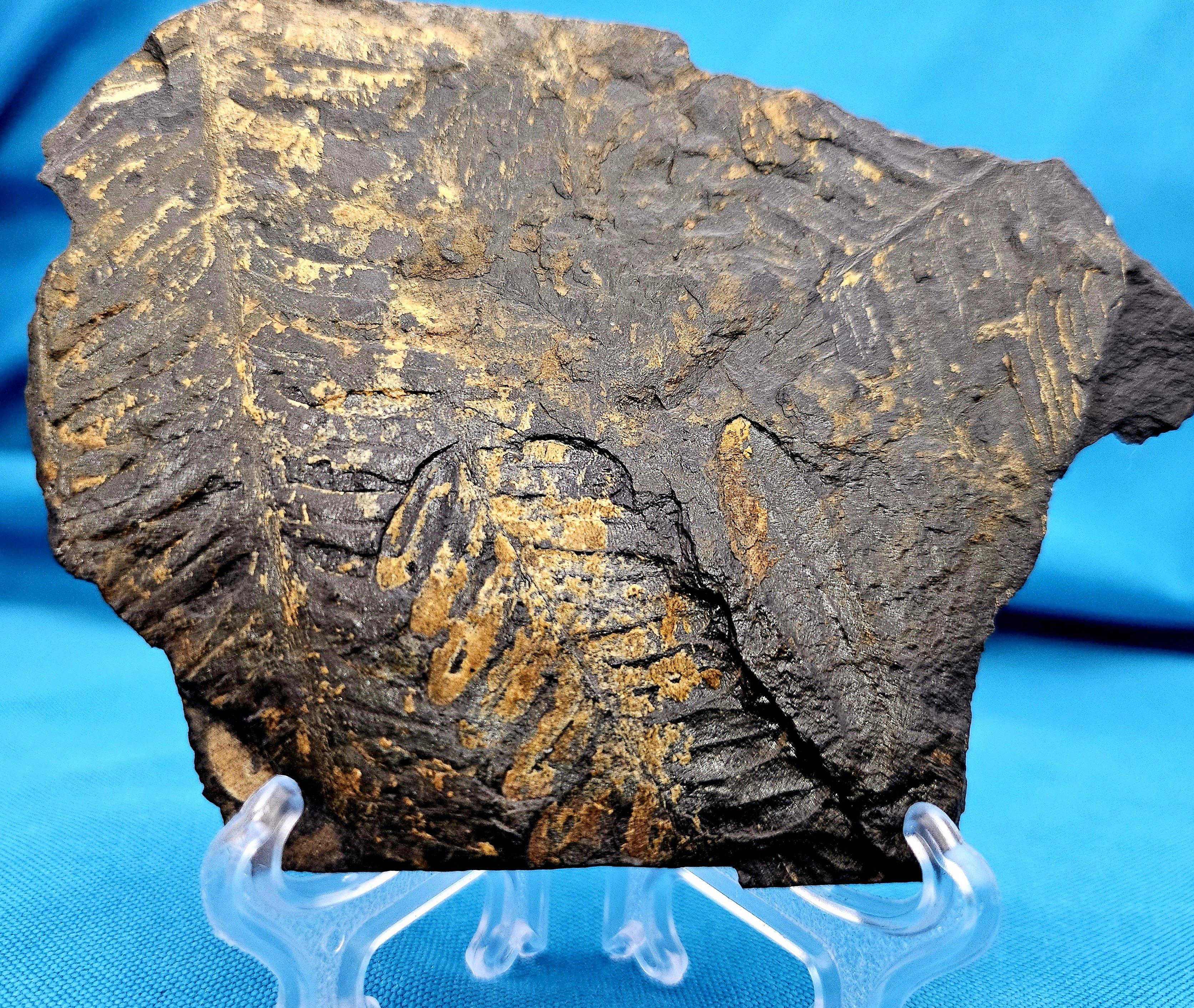 Organico moderno Specimen fossile di felce arborea Nature Alethopteris & Neuropteris in vendita