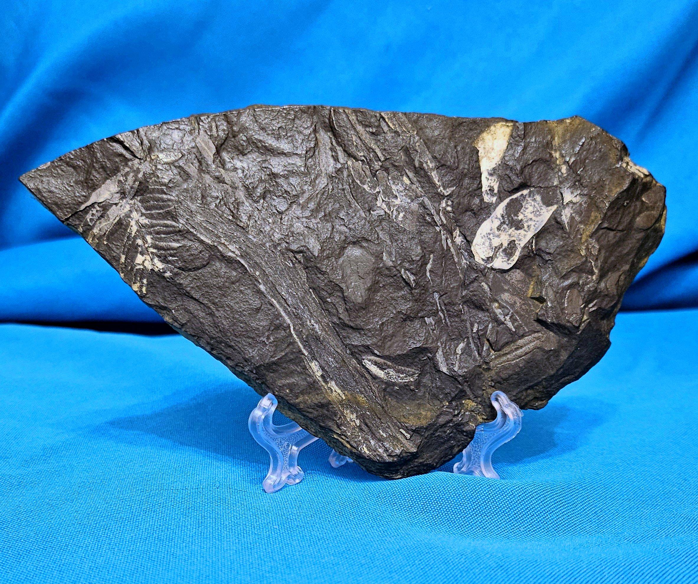 Organico moderno Specimen fossile di felce arborea Nature Alethopteris & Neuropteris in vendita
