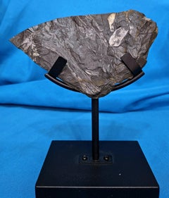 Alethopteris & Neuropteris Natural Tree Fern Fossil Specimen