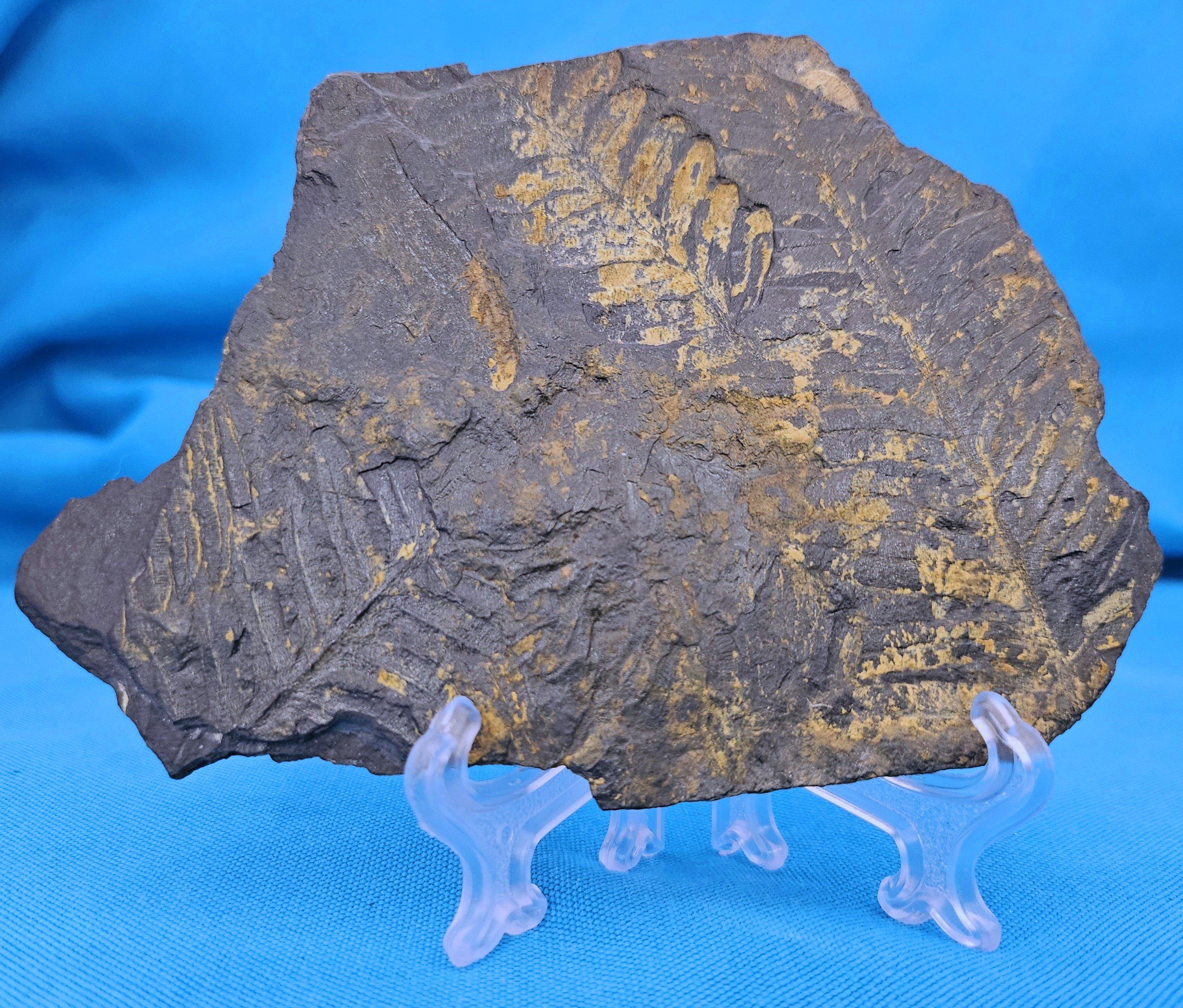 Americano Specimen fossile di felce arborea Nature Alethopteris & Neuropteris in vendita
