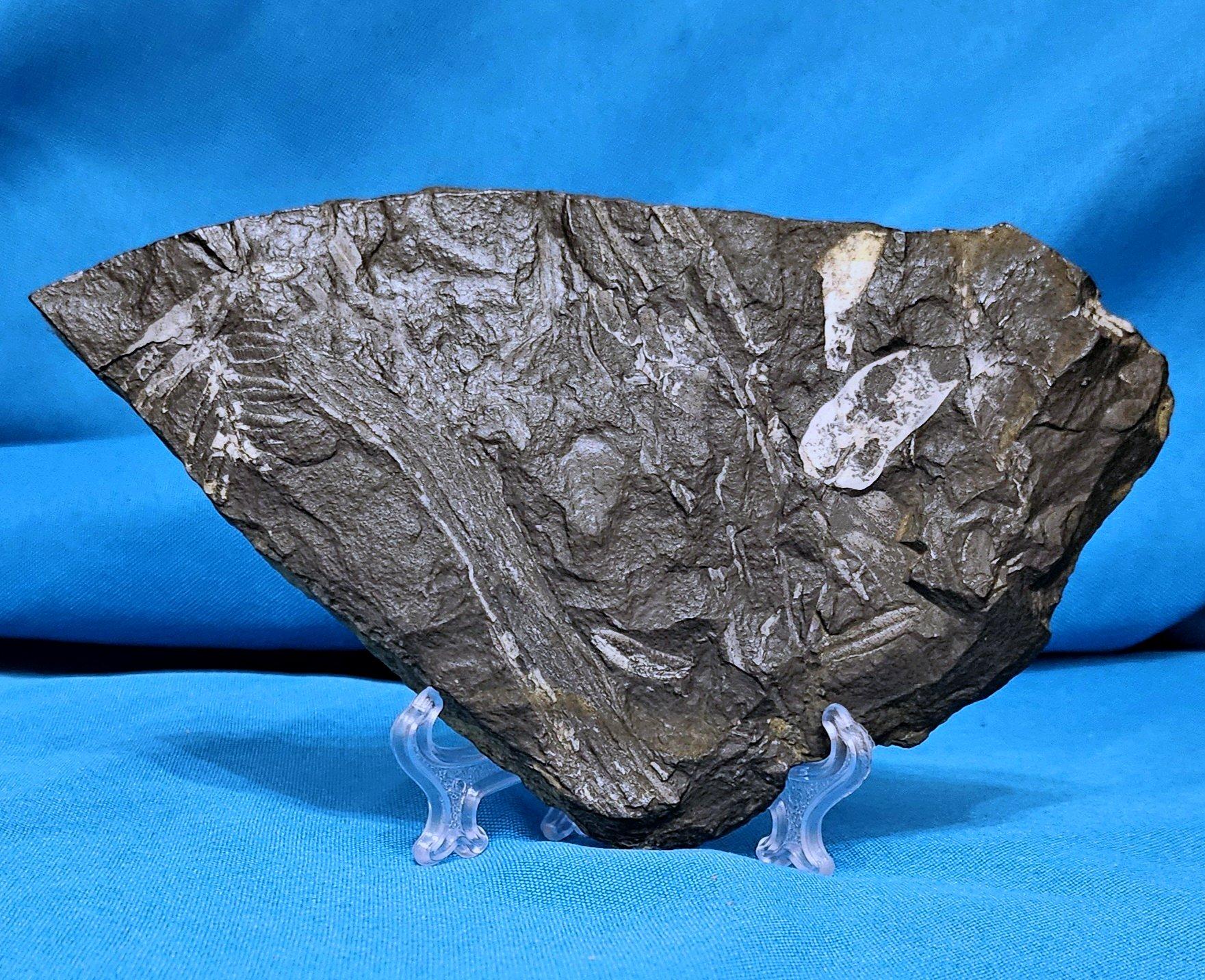 Americano Specimen fossile di felce arborea Nature Alethopteris & Neuropteris in vendita