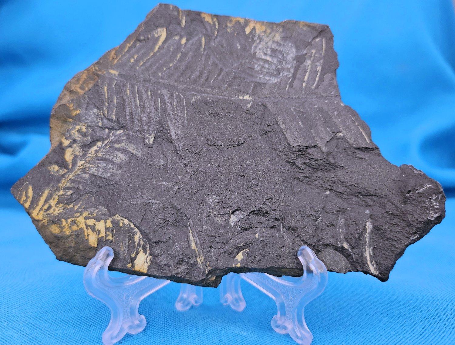 Altro Specimen fossile di felce arborea Nature Alethopteris & Neuropteris in vendita