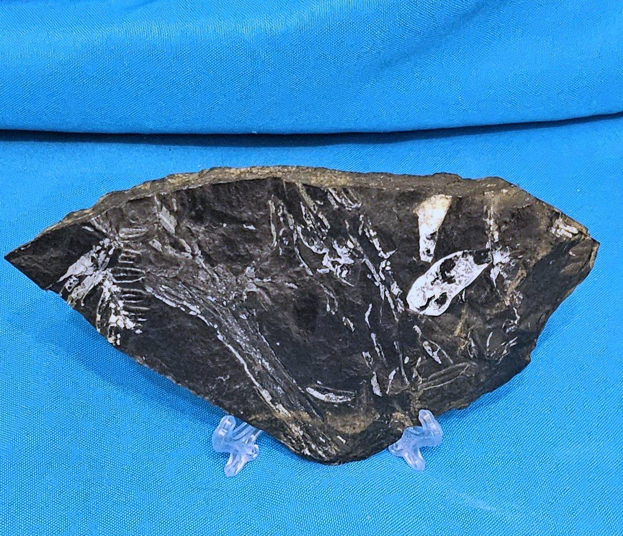 Specimen fossile di felce arborea Nature Alethopteris & Neuropteris In condizioni buone in vendita a Warrenton, OR